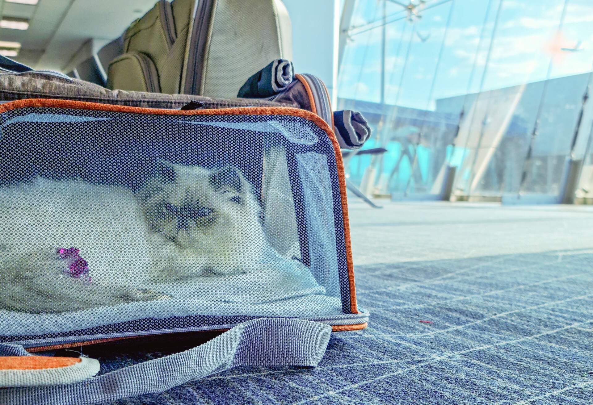 A calm and relaxed cat waits for his flight inside a carrier in the airport lounge