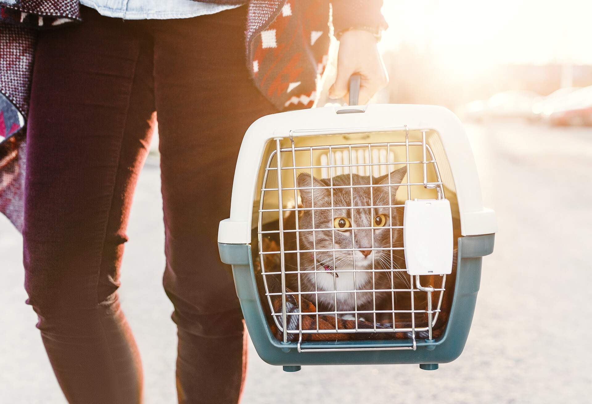 A woman is transporting a cat in a special plastic cage or carrying bag to a veterinary clinic
