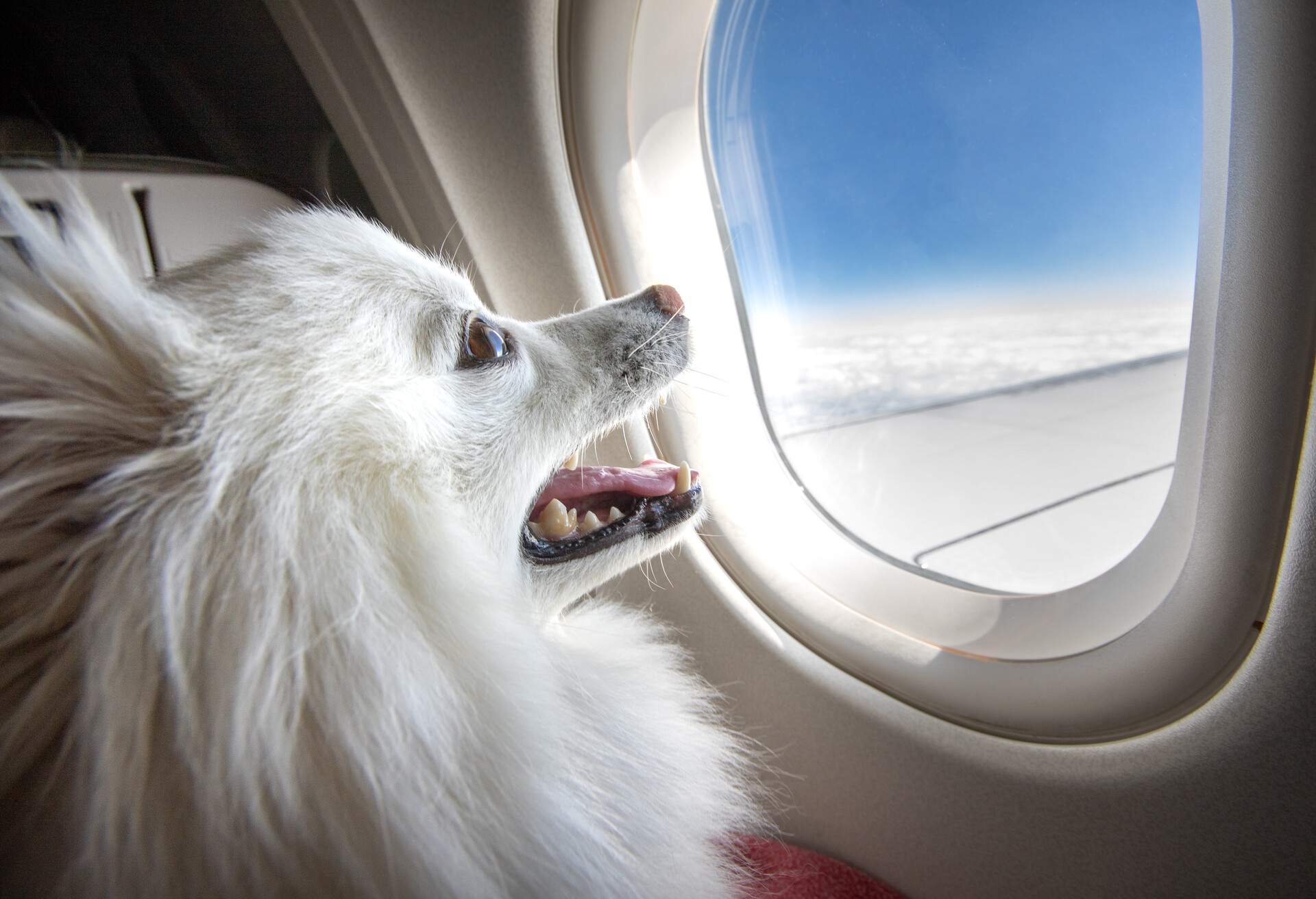 A smiling puppy looking out of an airplane window while in flight.