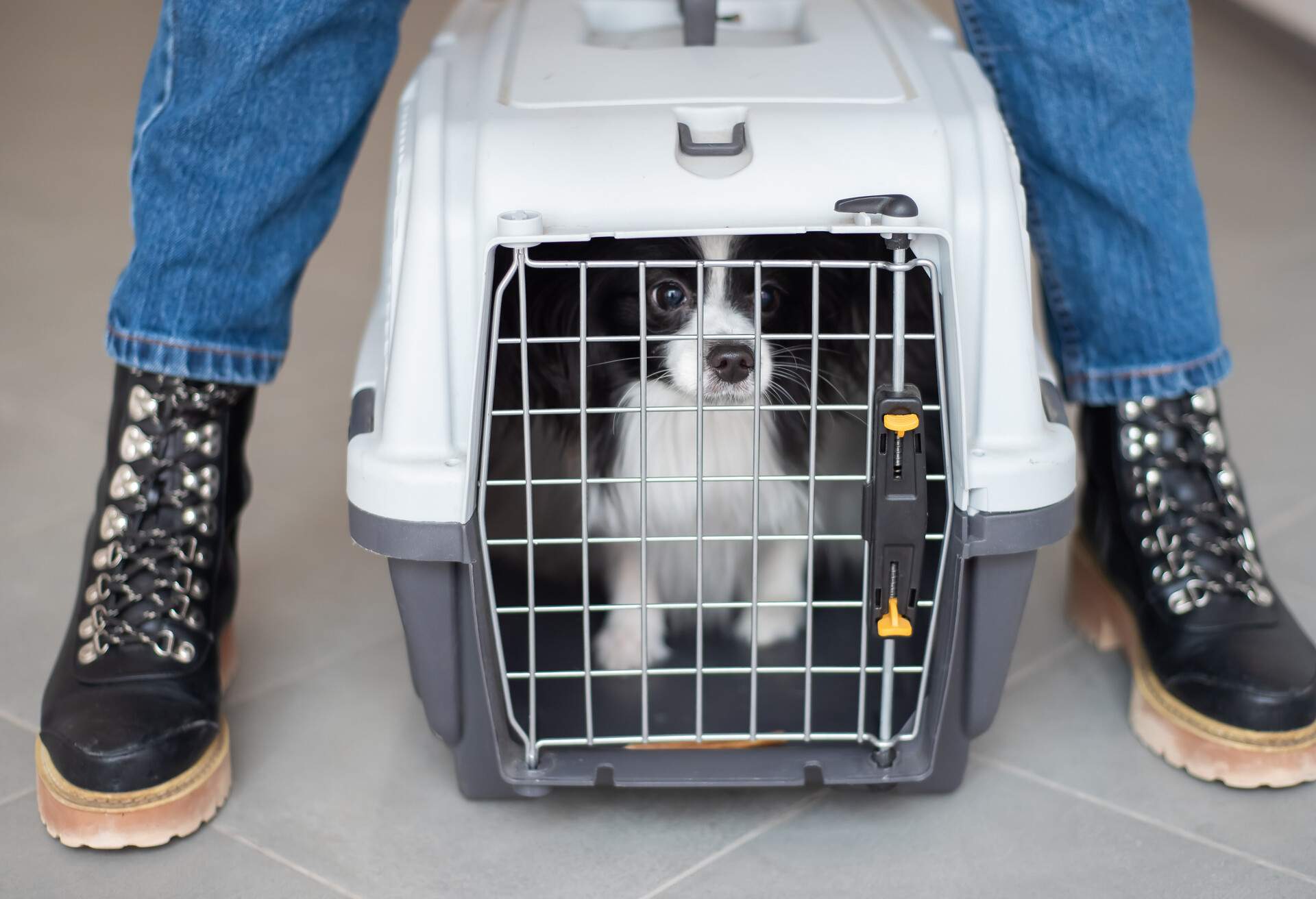 A woman is holding a travel cage with a dog inside. Holidays with a pet. Papillon dog butterfly