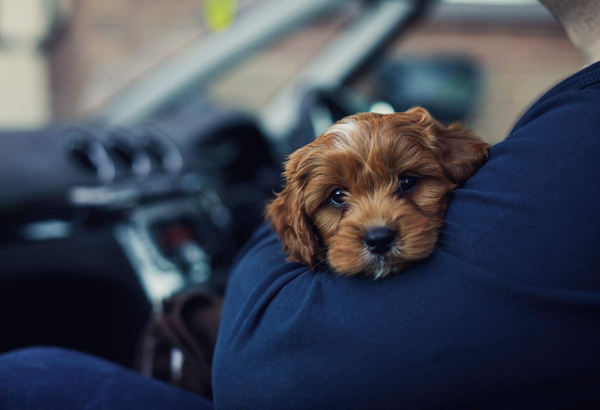 Man holding a puppy dog in a car