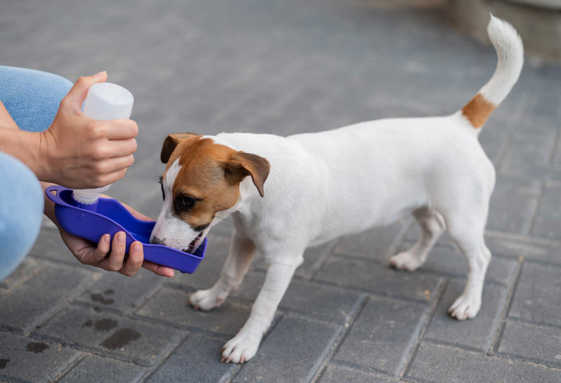 The dog drinks from a portable pet water bottle while walking with the owner.