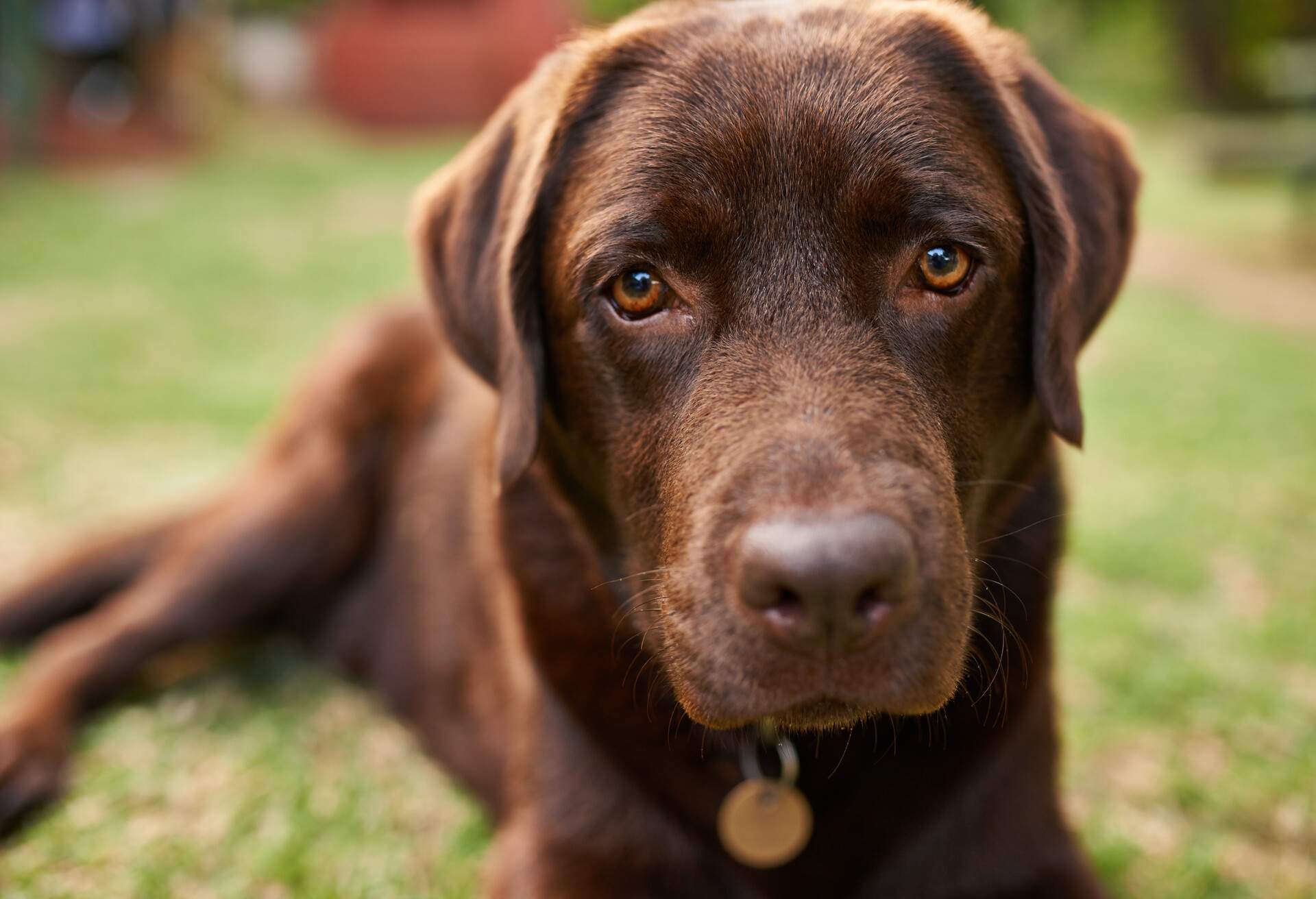 Portrait of a brown dog lying outdoors