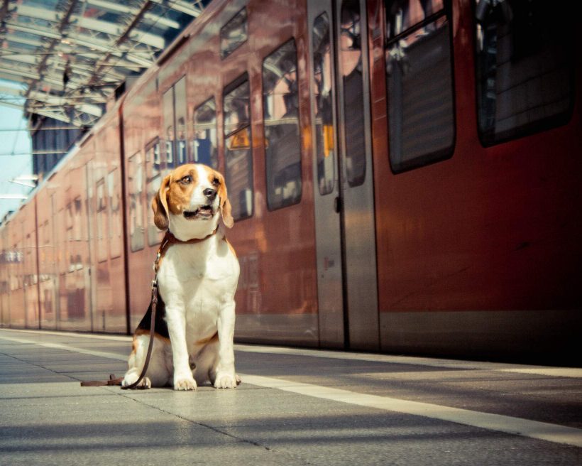 THEME_ANIMAL_DOG_TRAIN_STATION_GettyImages