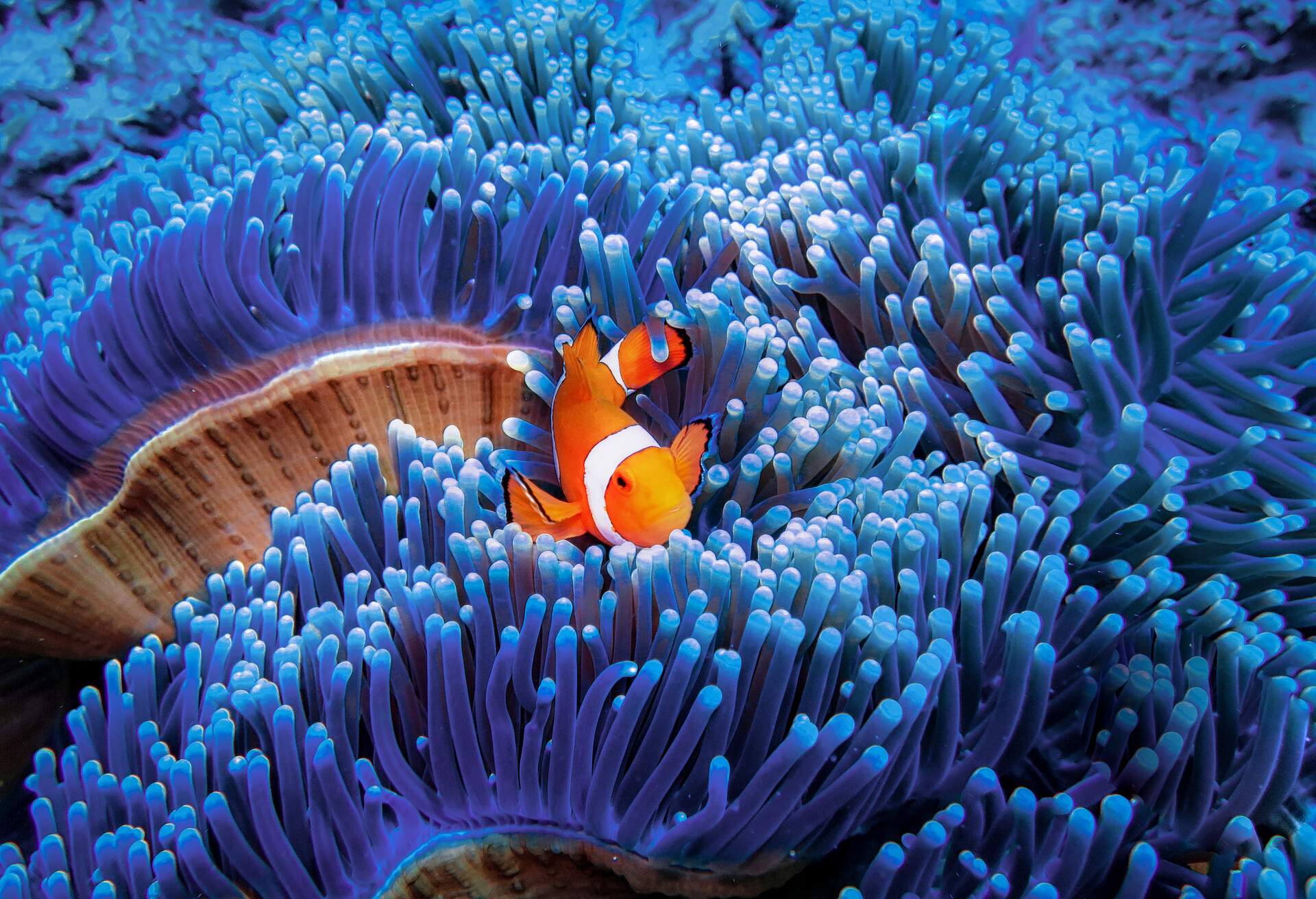 A playful clown-fish hiding in blue sea anemone and looking at the camera.