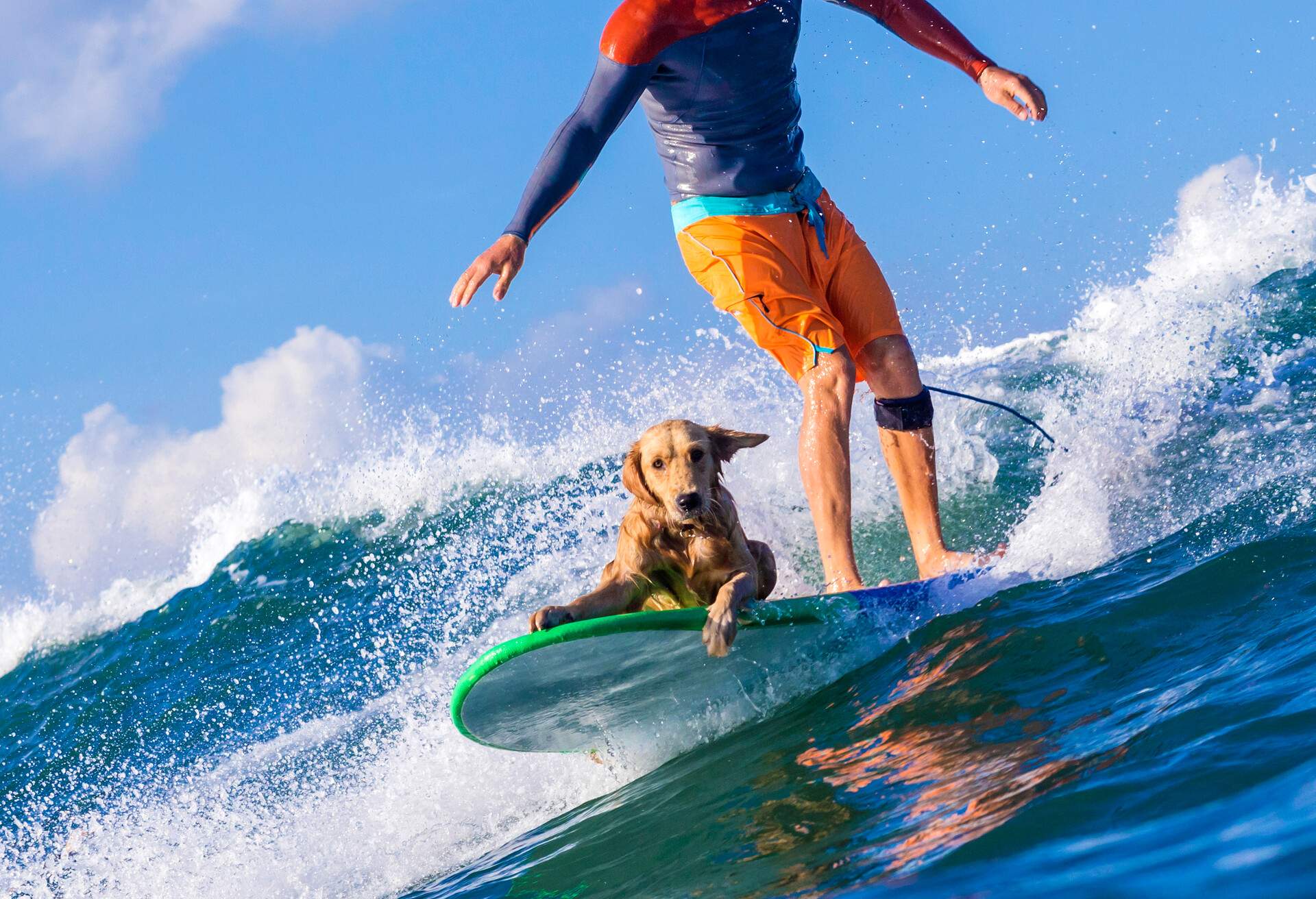 THEME_BEACH_SURFING_PETS_DOG_GettyImages