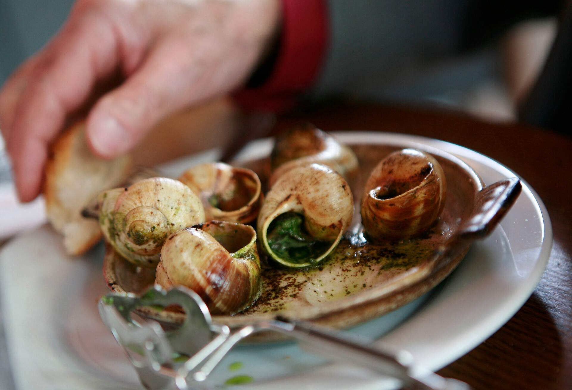 Classic snails burgundy style in a Paris bistro