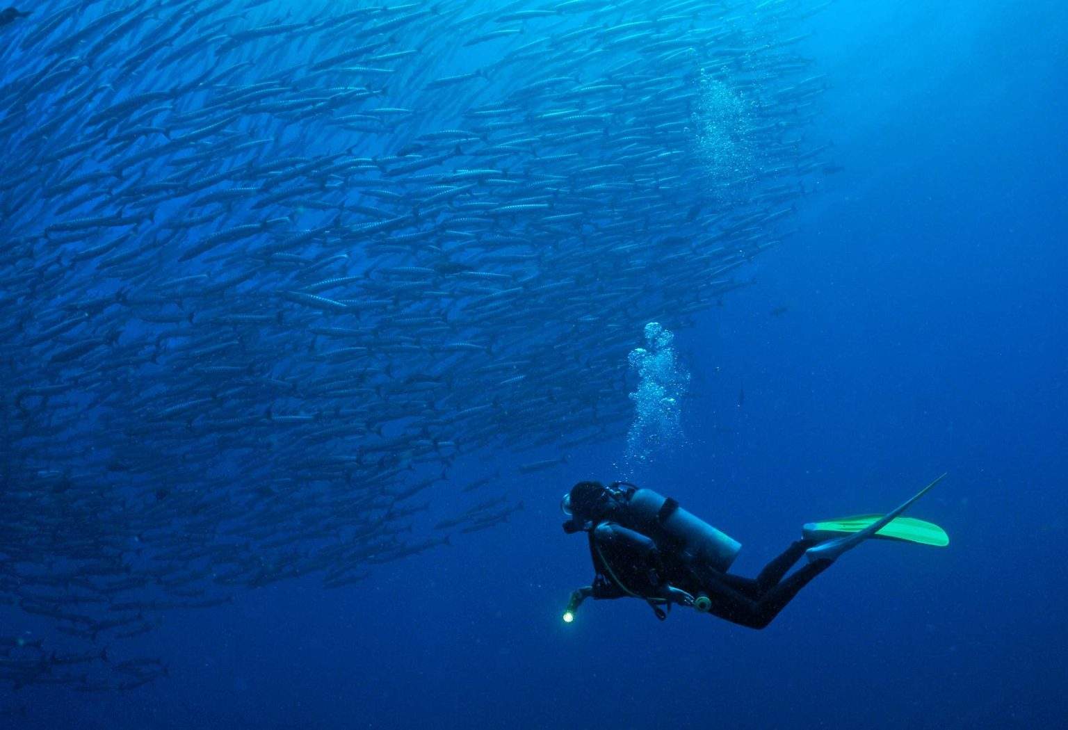 Tauchen in Dubai faszinierende unterwasserwelten momondo