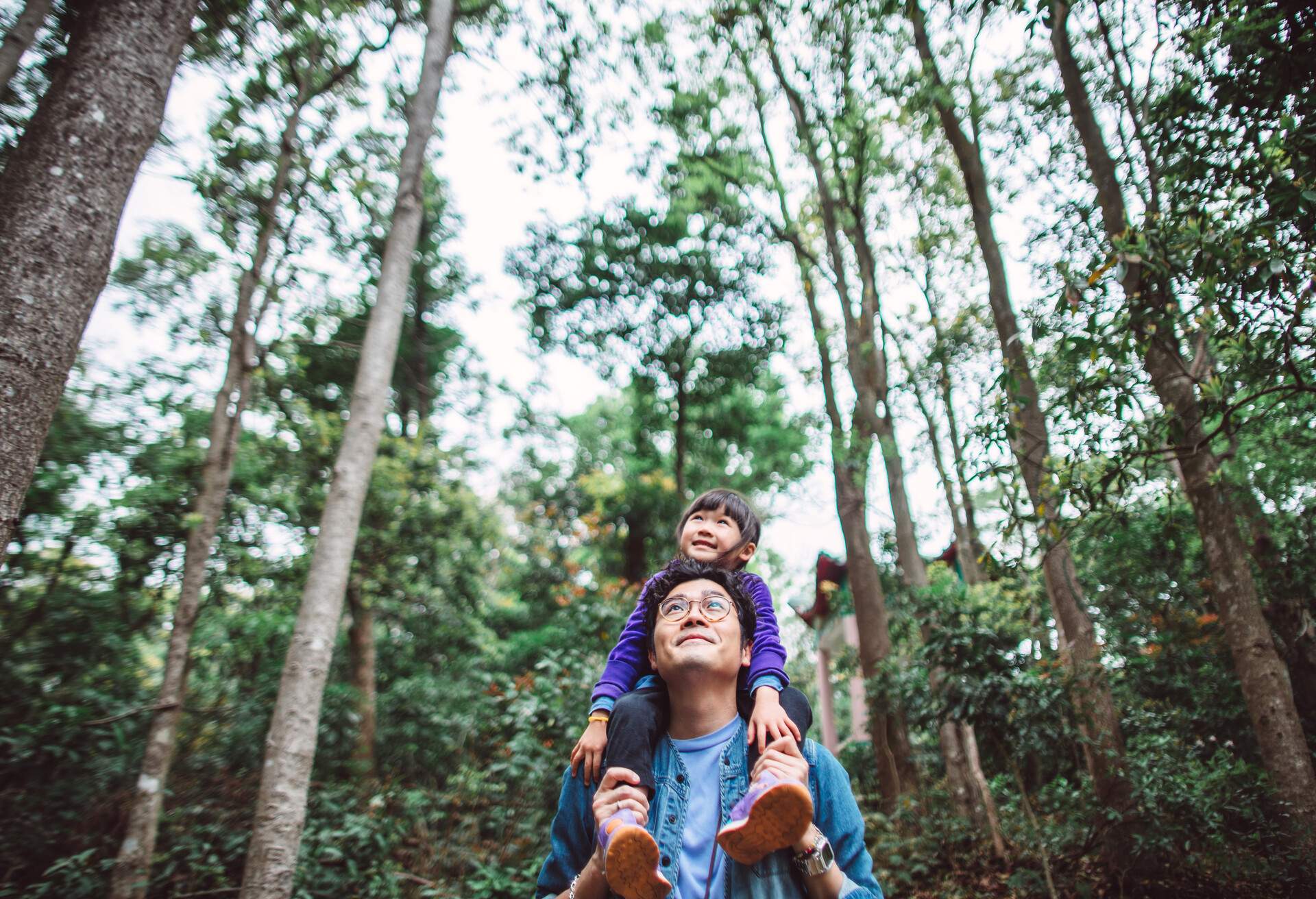 Lovely little girl riding joyfully on her young daddy’s shoulder while they are hiking in forest. Both of them looking up at the tall trees & appreciating the scenic green landscape that surrounds them.