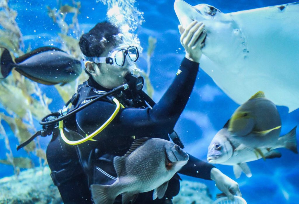 Tauchen in Dubai faszinierende unterwasserwelten momondo