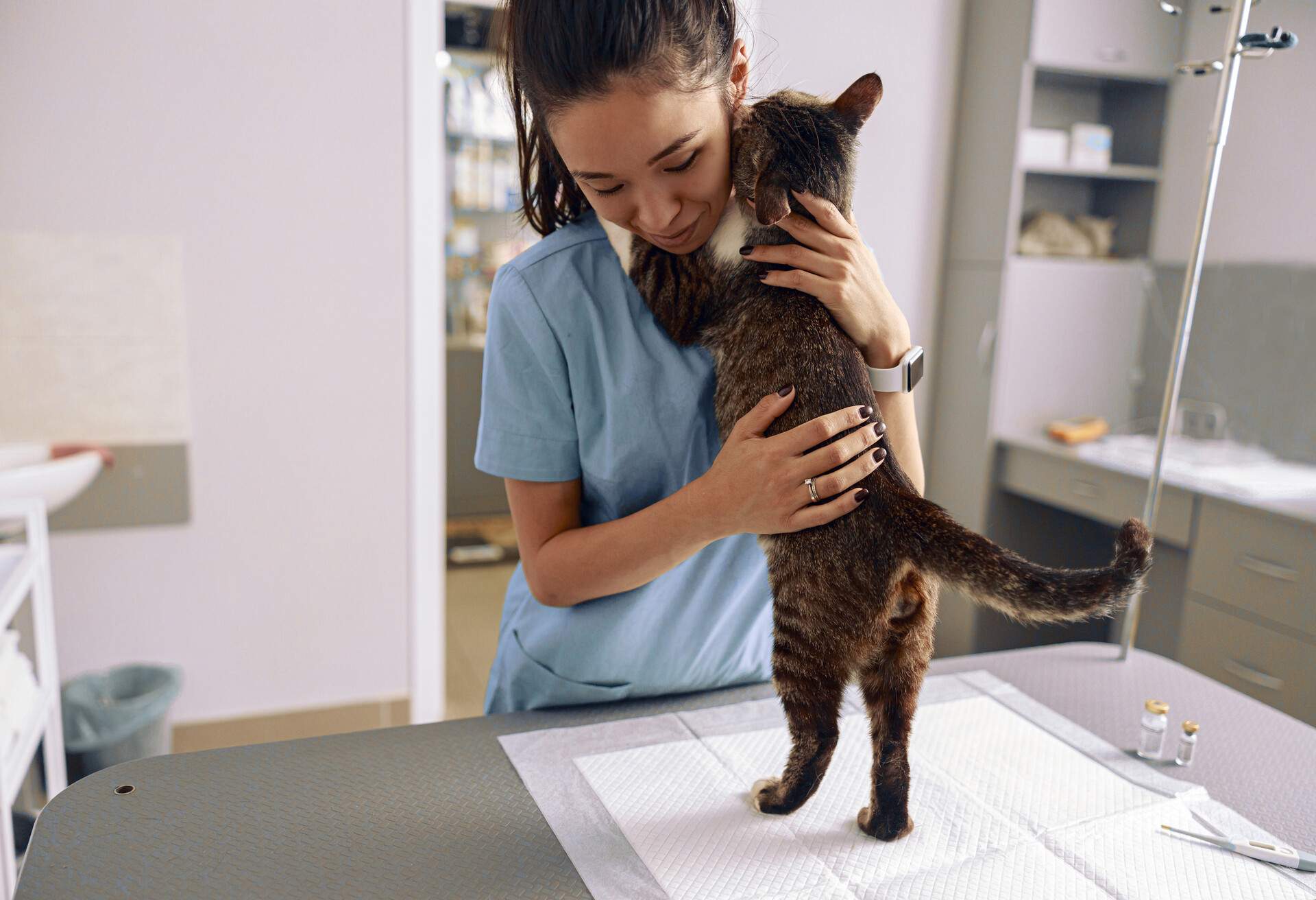 Careful Asian veterinarian trainee in blue uniform embraces adorable tabby cat at table in modern clinic office. Medical care of pets