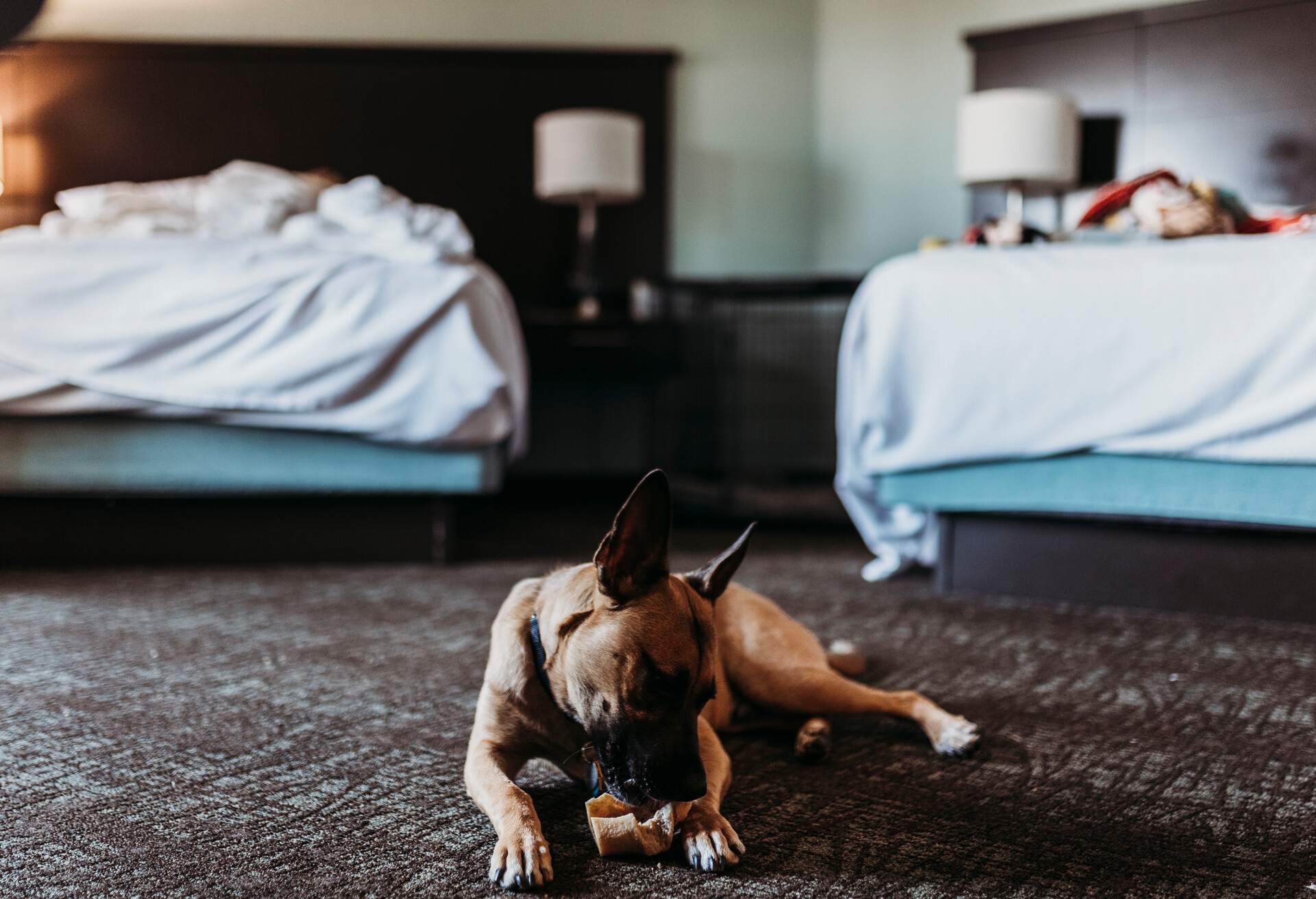 THEME_PETS_DOG_TRAVEL_HOTEL_GettyImages