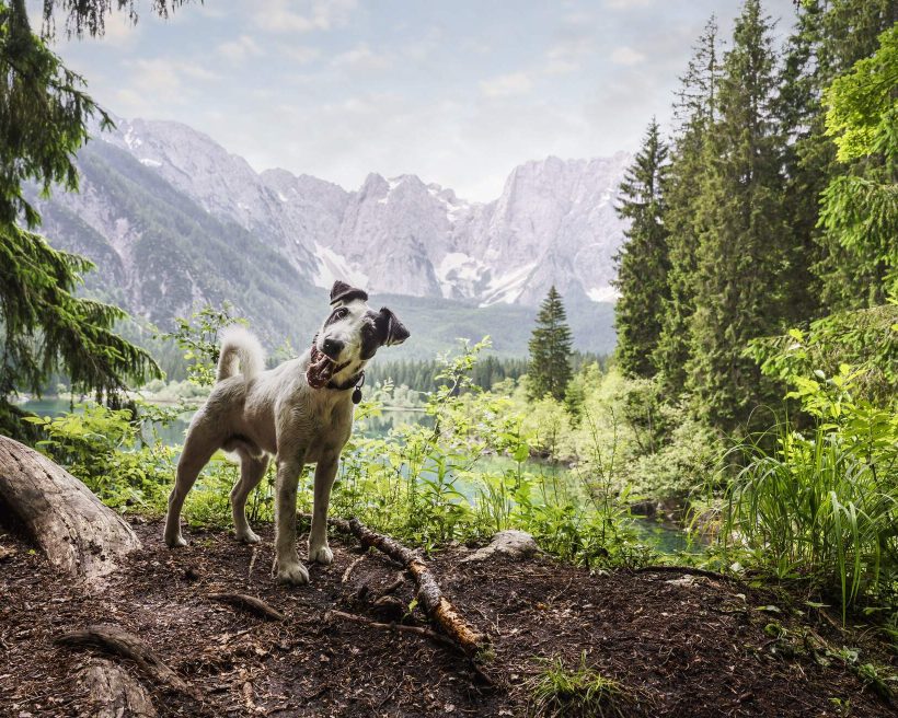 Einsteigertipps für die gelungene Wanderung mit Hund