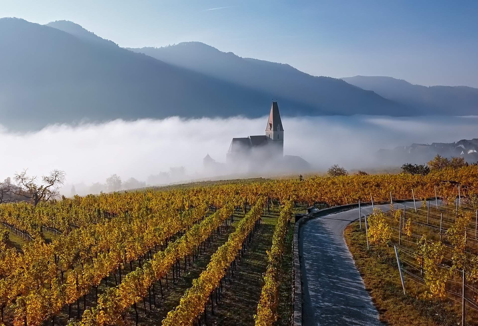 AUSTRIA_WACHAU_VINEYARD_GettyImages