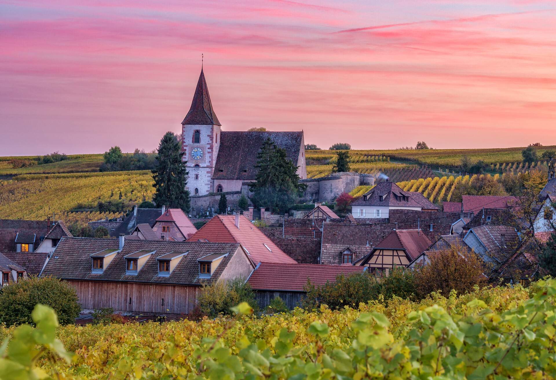 Scenic autumn landscape with a historic castle in Alsace, France, and vineyards growing on hills against sunset sky. Colorful travel and wine-making background.