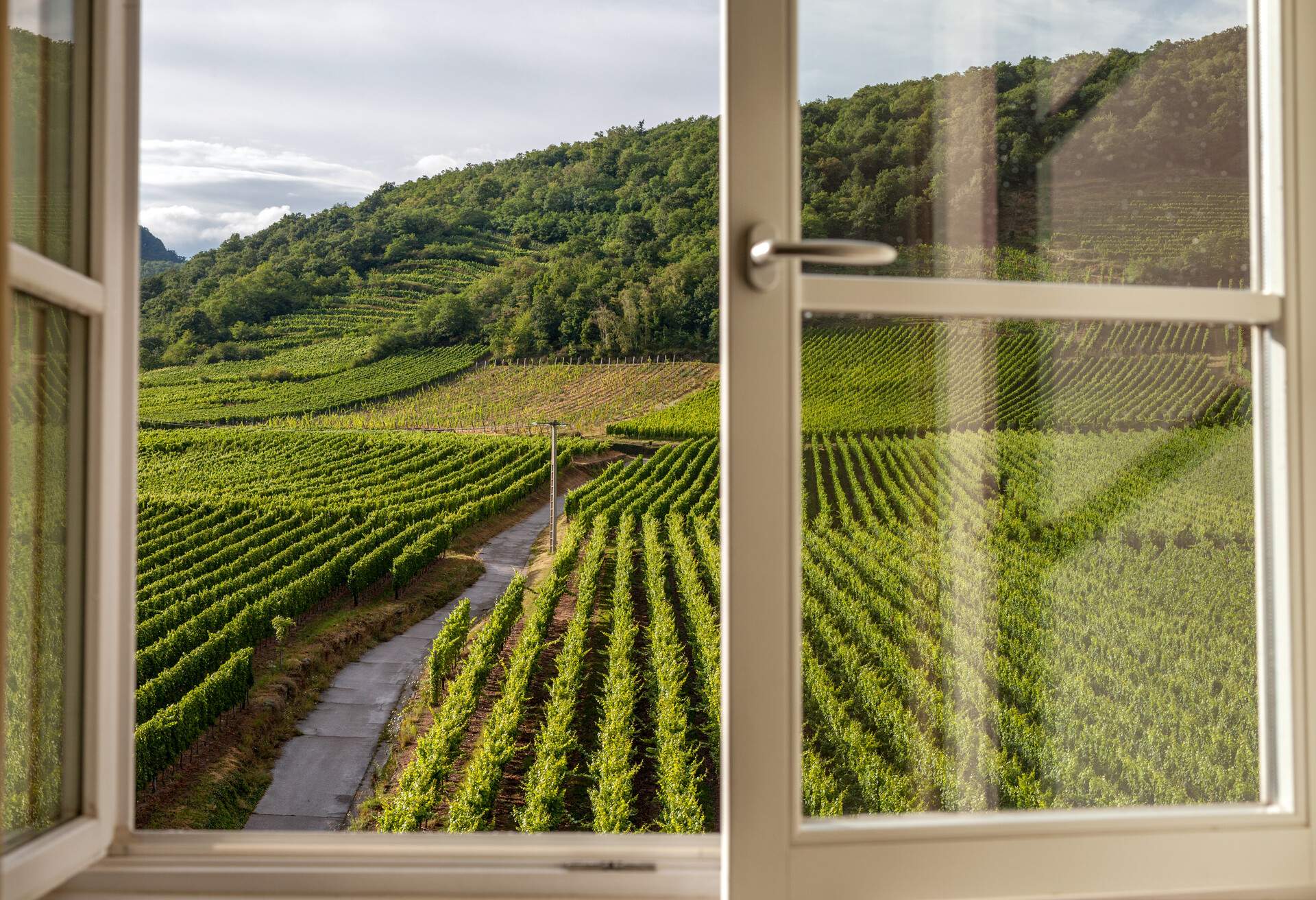 A view through a window on the vineyard