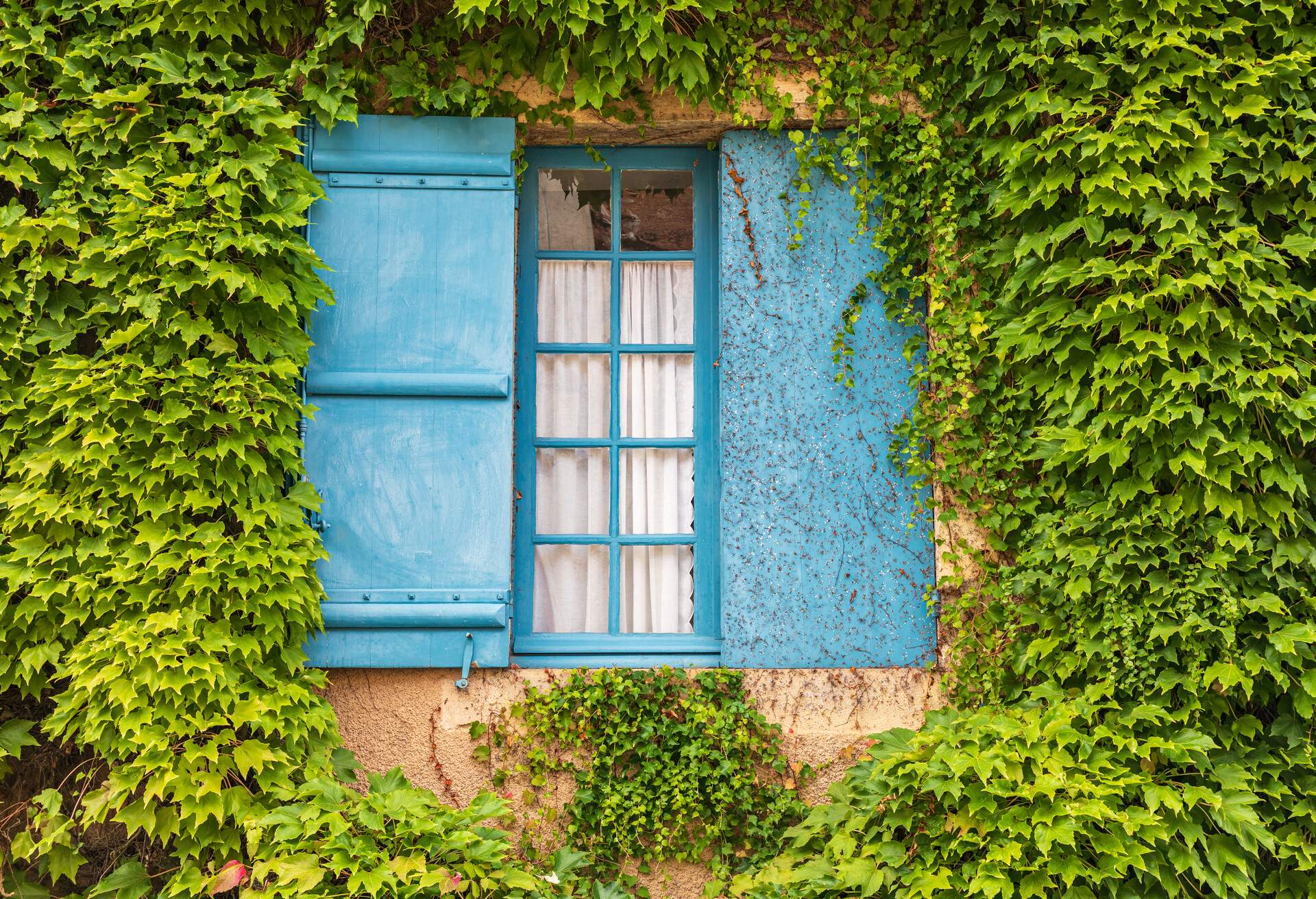 Europe, France, Dordogne, Hautefort. A blue shuttered window in an ivy covered wall in the town of Hautefort.