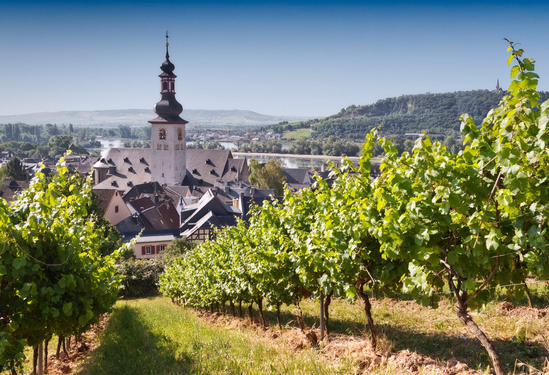 Landscape with elevated view through vineyard over the centre of Rudesheim am Rhein, a winemaking town in the Rhine Gorge and thereby part of the UNESCO World Heritage Site in Germany.
