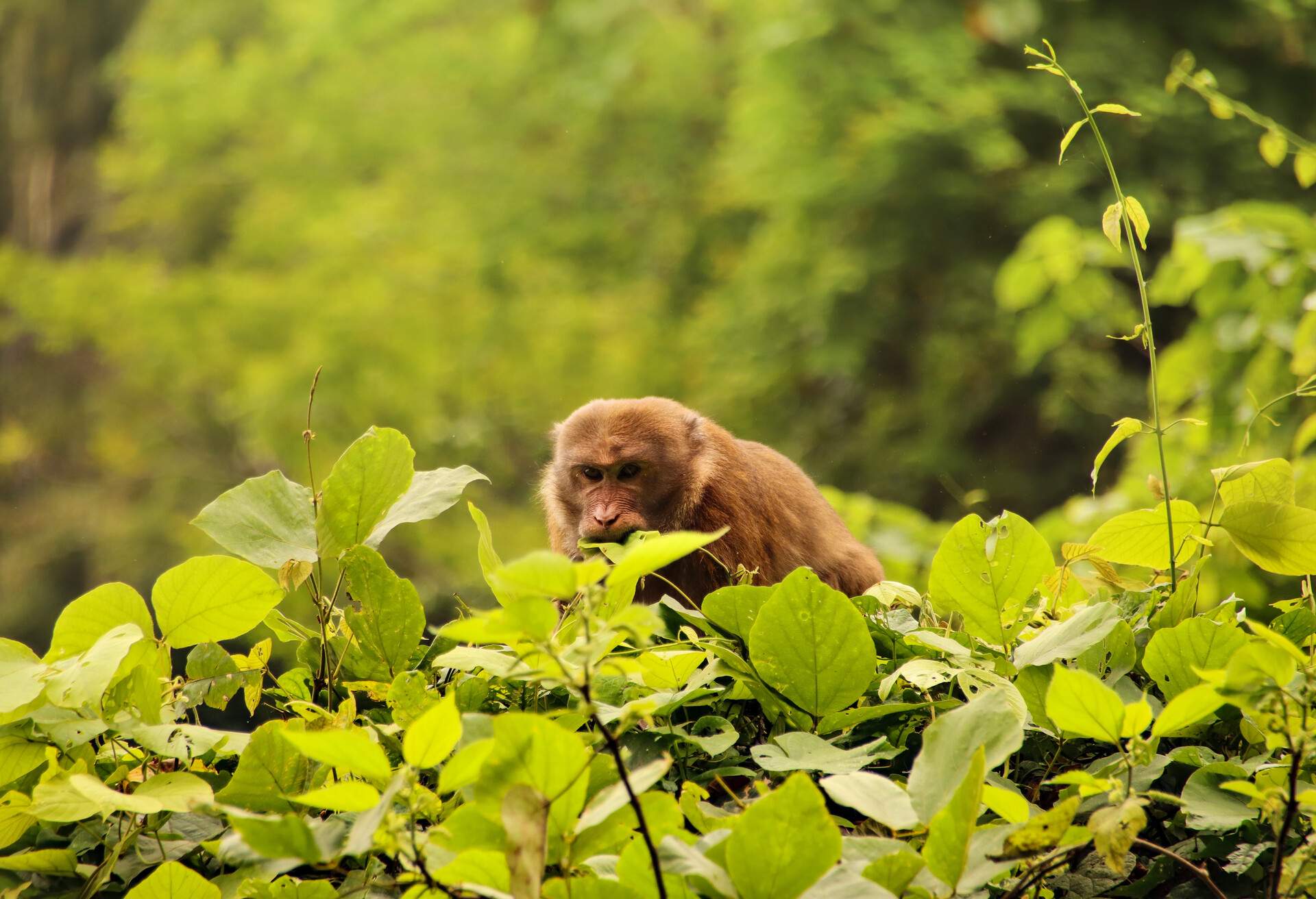 DEST_VIETNAM_Cuc Phuong National Park_GettyImages-1283638450