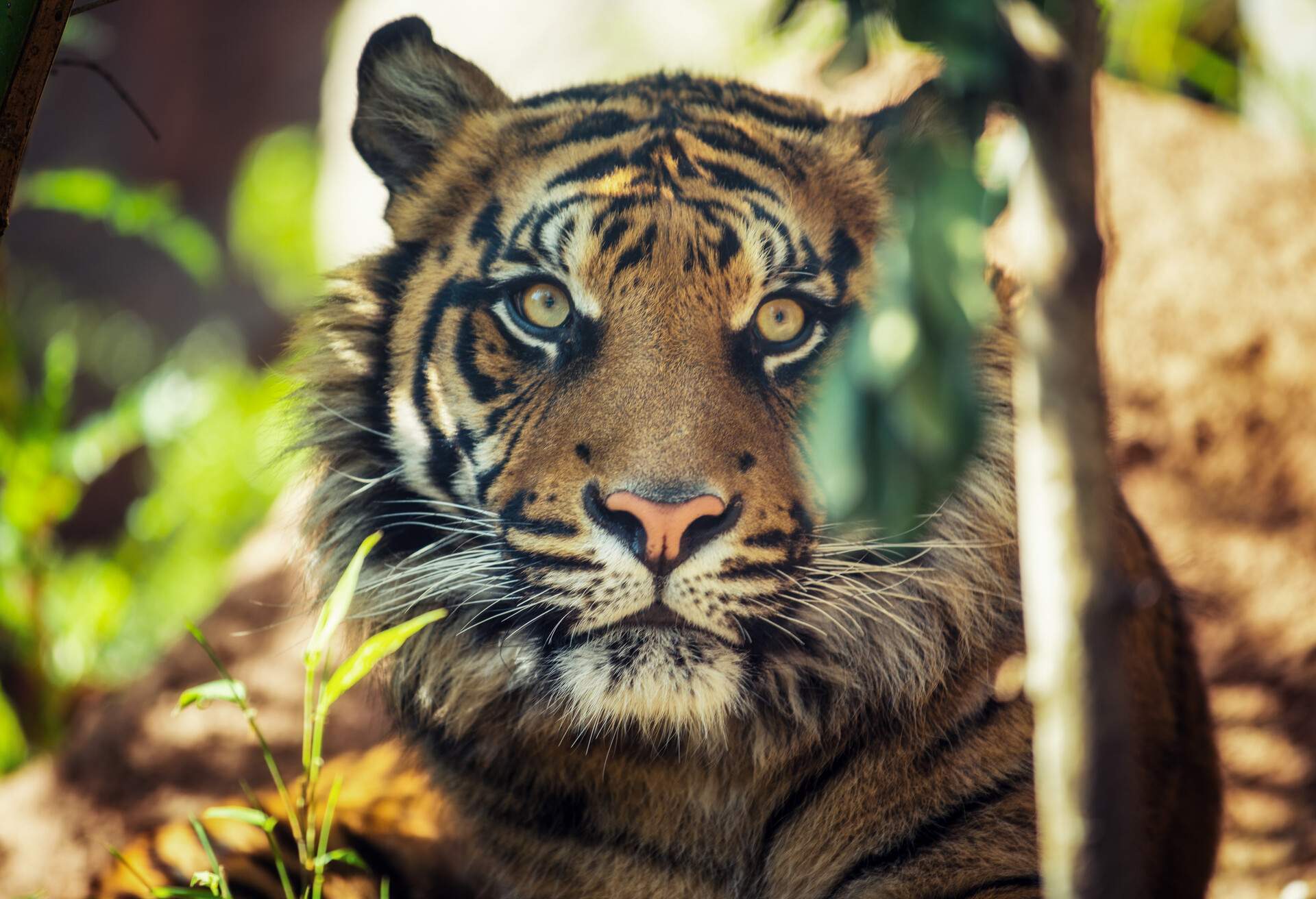 THEME_ANIMAL_TIGER_ZOO_GettyImages-1141797328