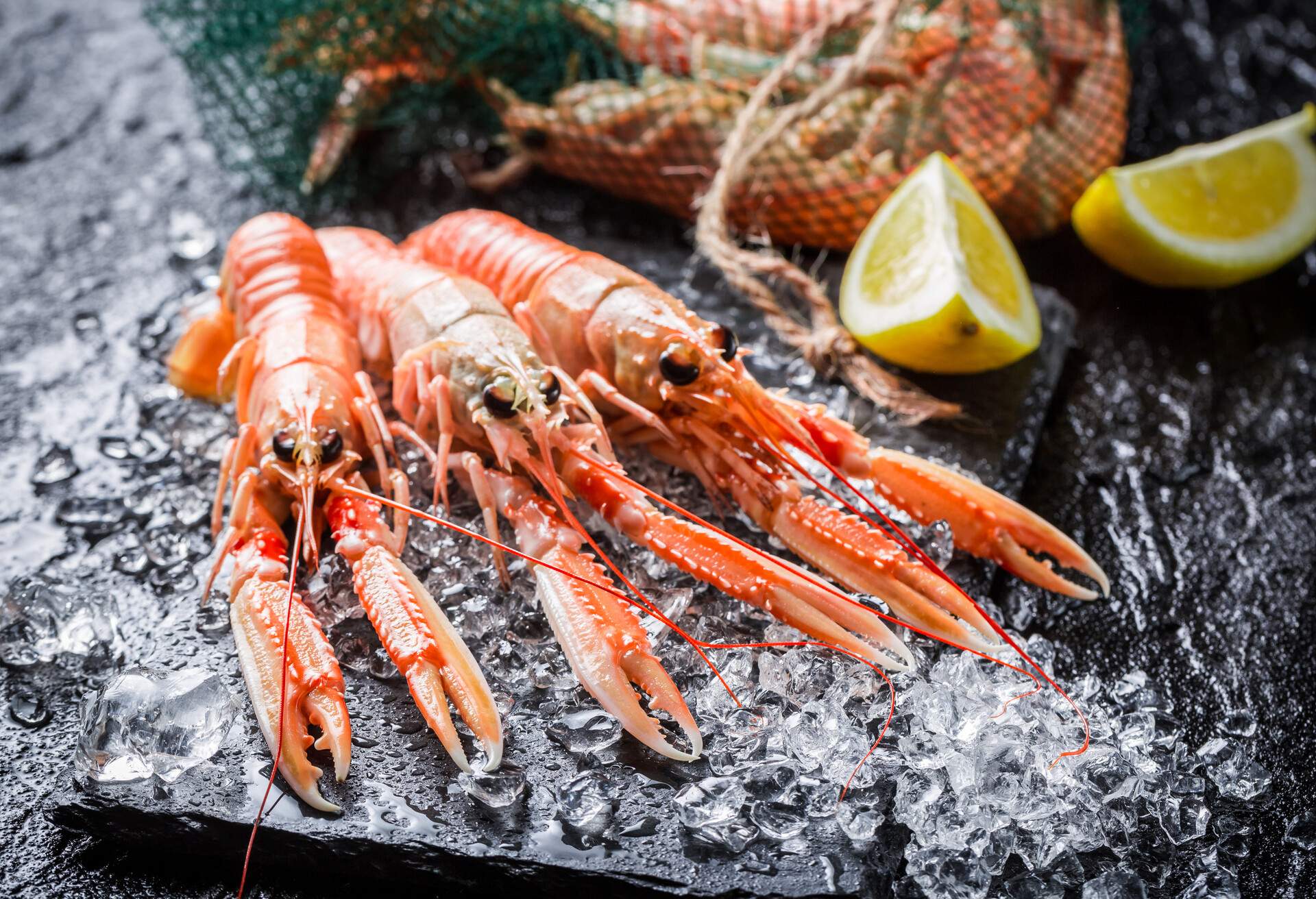 Fresh langoustines on crushed ice