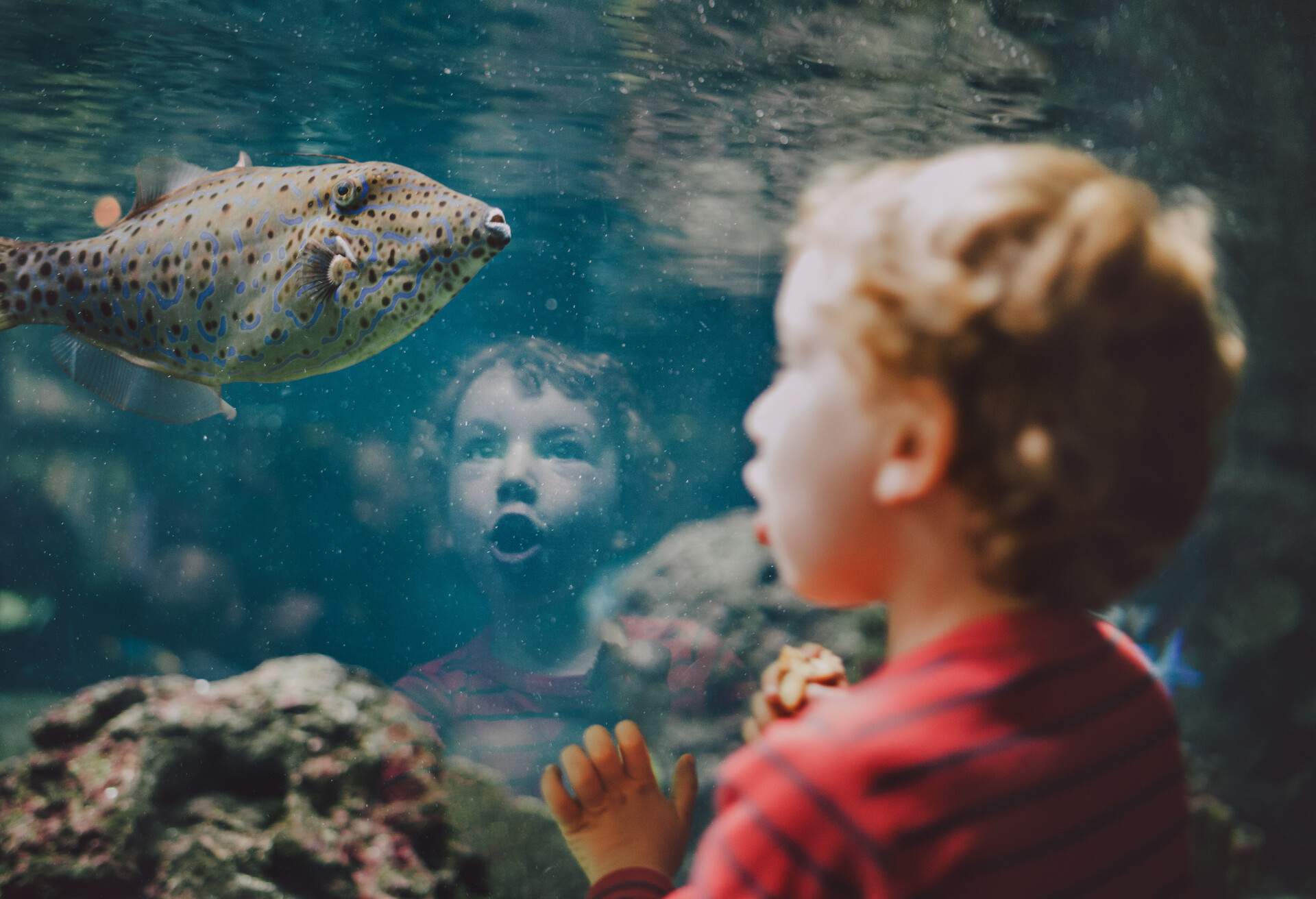 Amazed young boy looking at a exotic fish in aquarium.