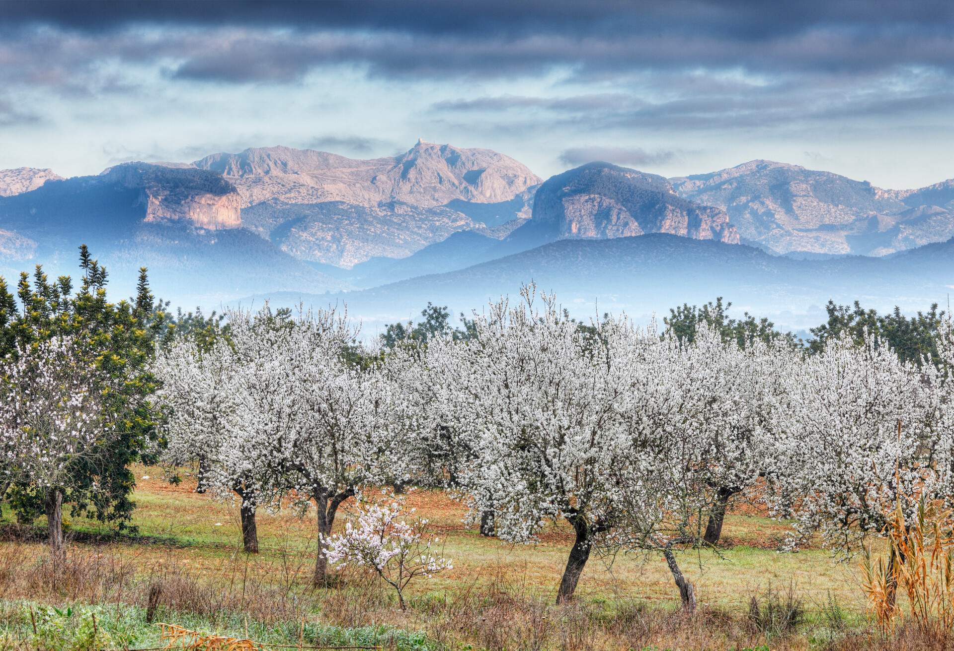 DEST-SPAIN_MALLORCA_ALMOND_TREES_SPRING_BLOOM_GettyImages-116379141