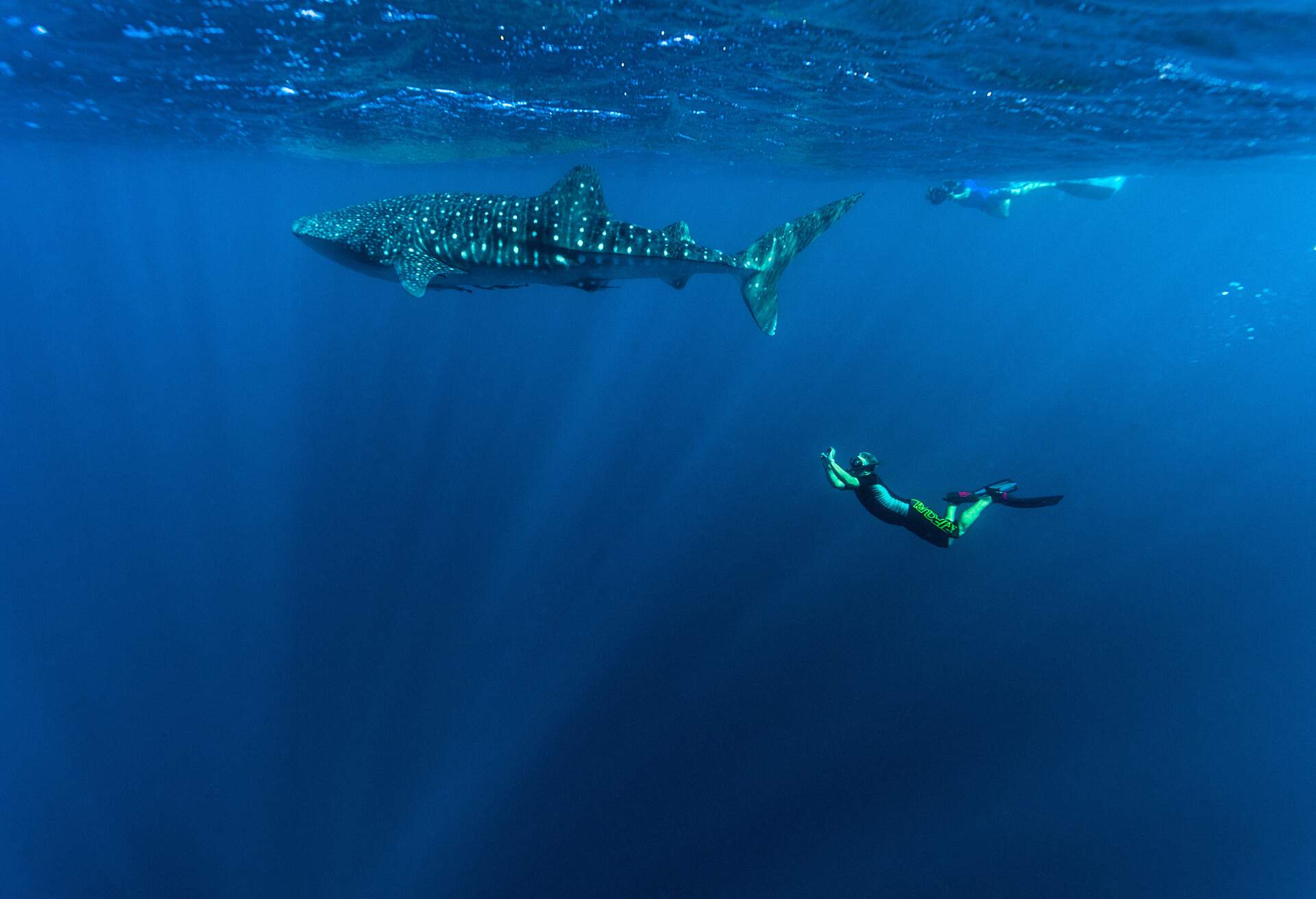 Underwater view of person photographing a whale shark in Ningaloo Reef Western Australia