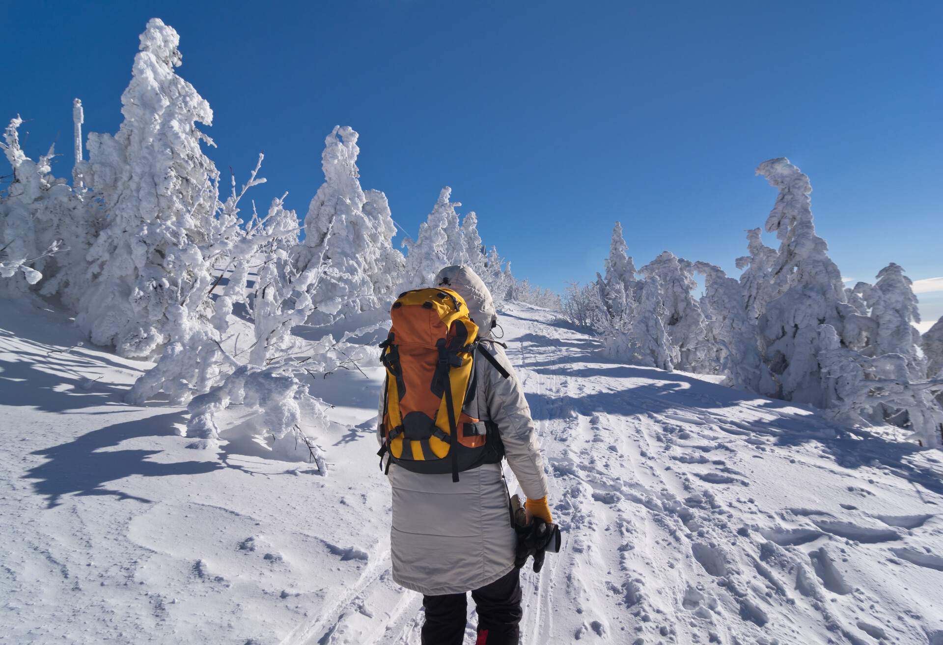Hiker in winter clothes and colourful backpack walking on a snow field with frozen trees.