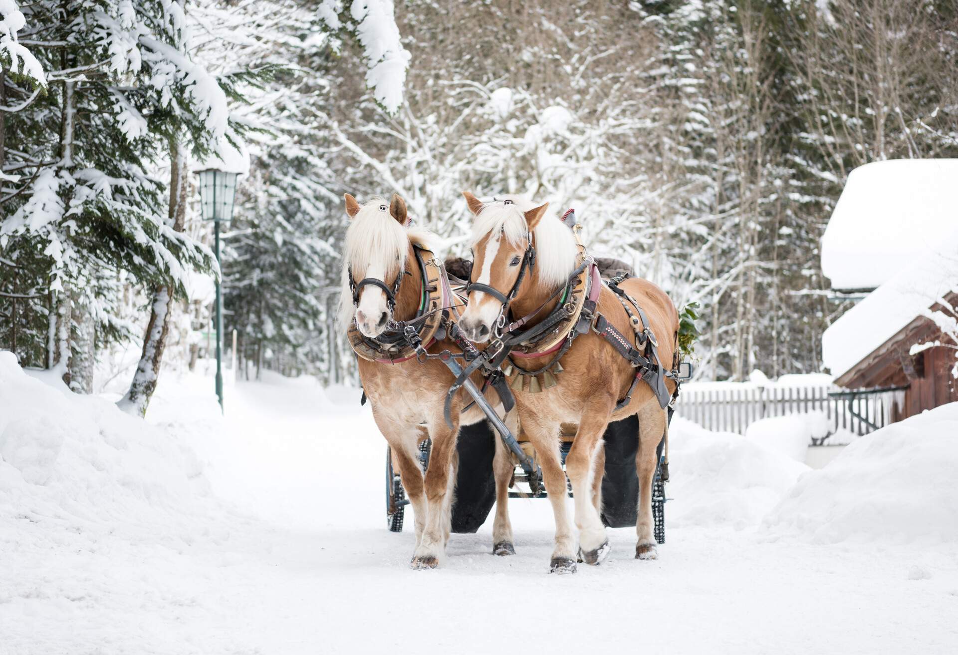 GERMANY_SNOW_WINTER_HORSE_SLEIGH_RIDE