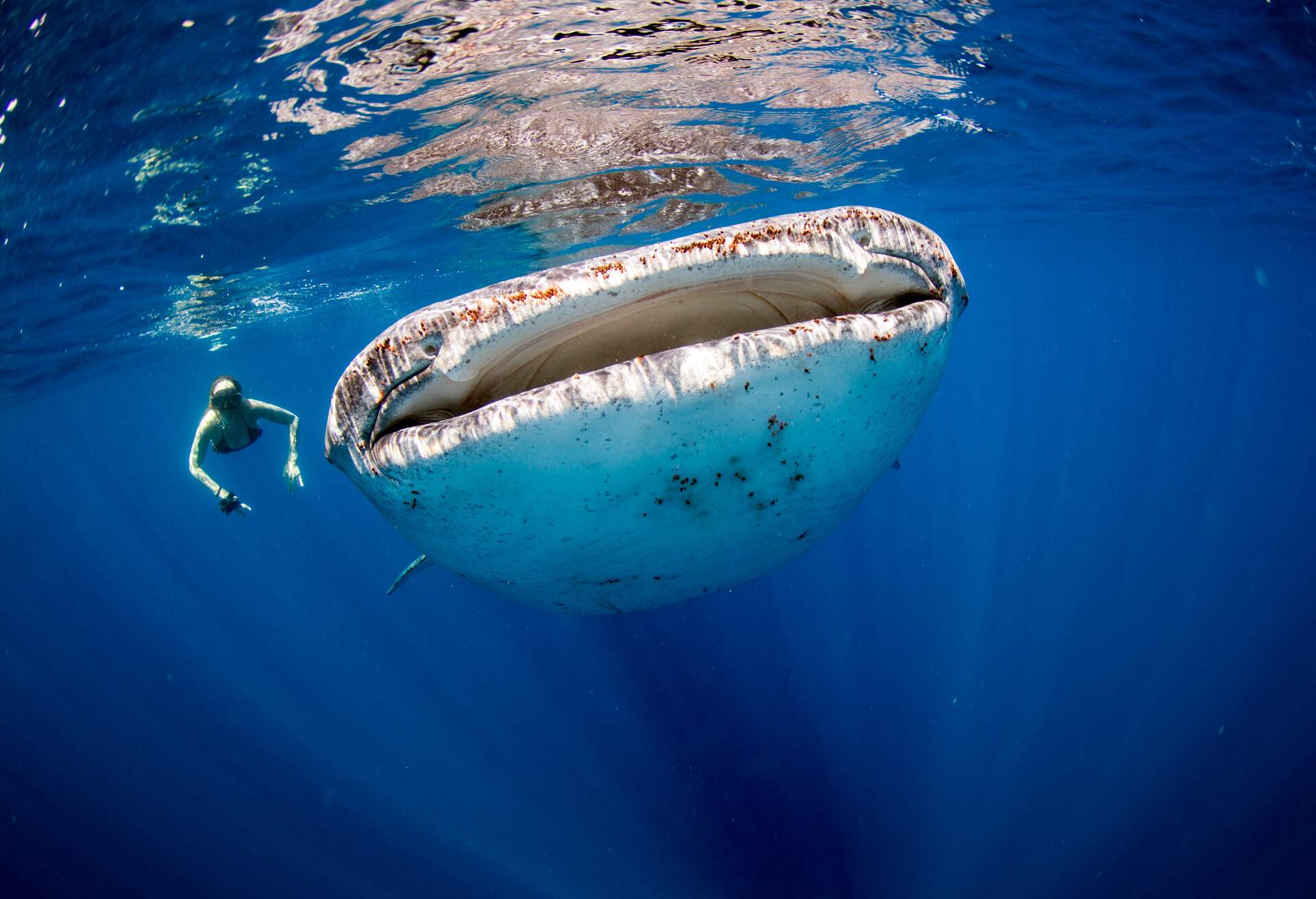 Woman swimming beside a huge whale shark in the clear blue ocean, Maldives