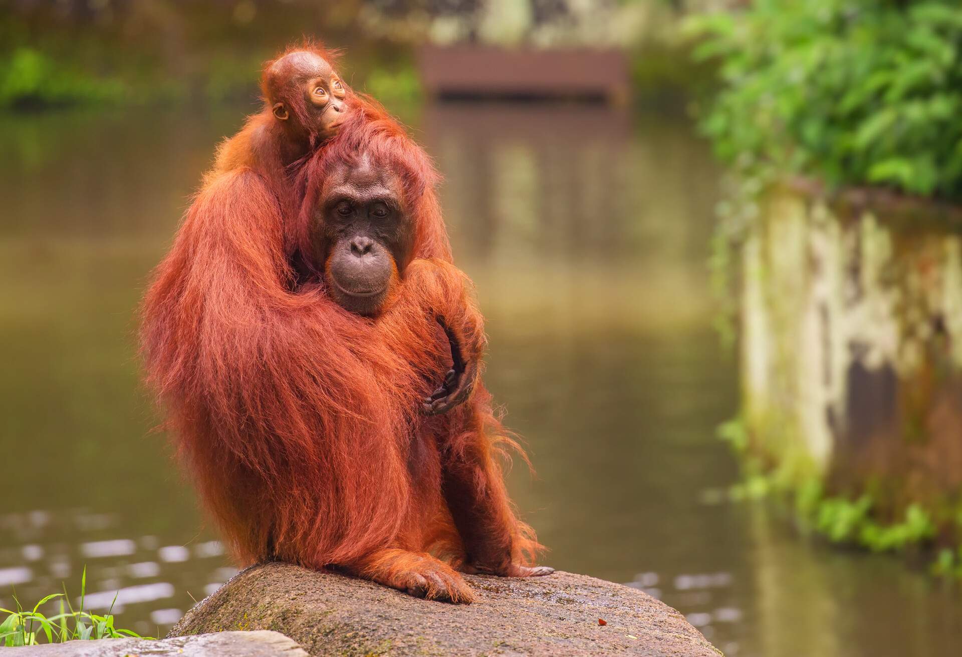 DEST_SINGAPORE_SINGAPORE_SINGAPORE-ZOO_shutterstock-premier_289290284