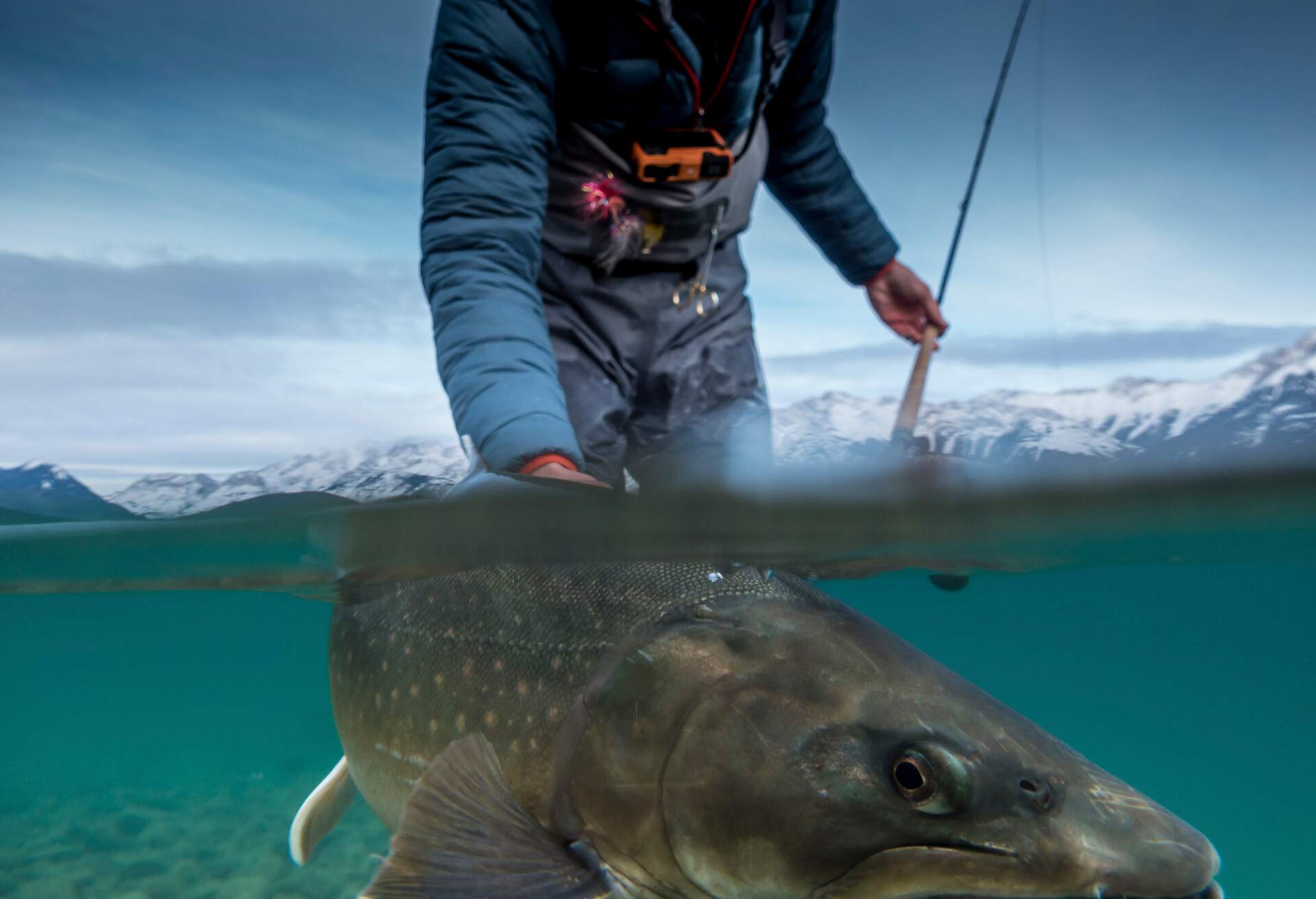 split frame view into creek, cutthroat trout