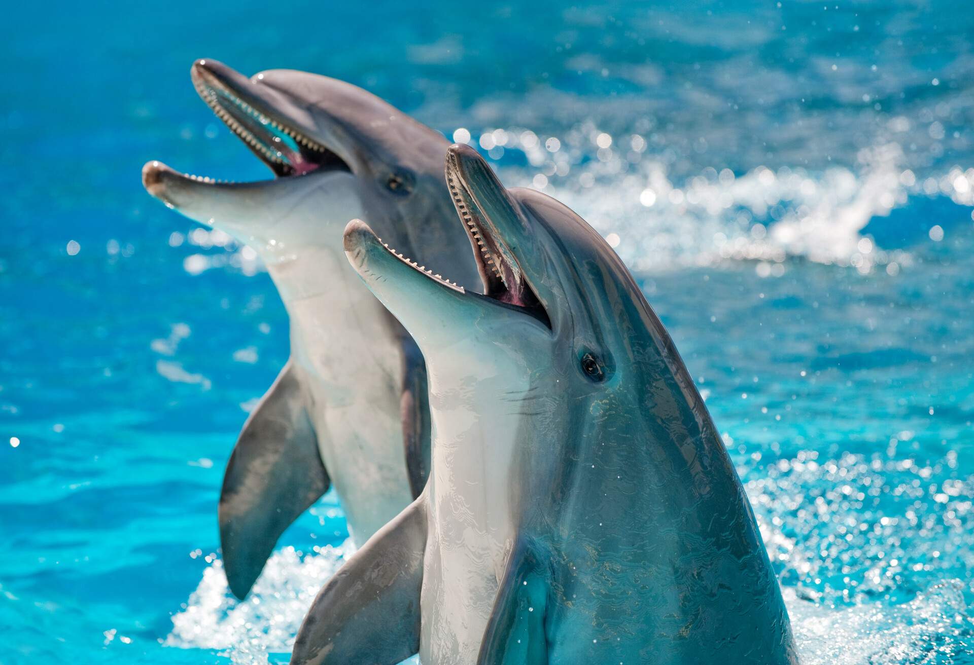 Two Dolphins in a blue water