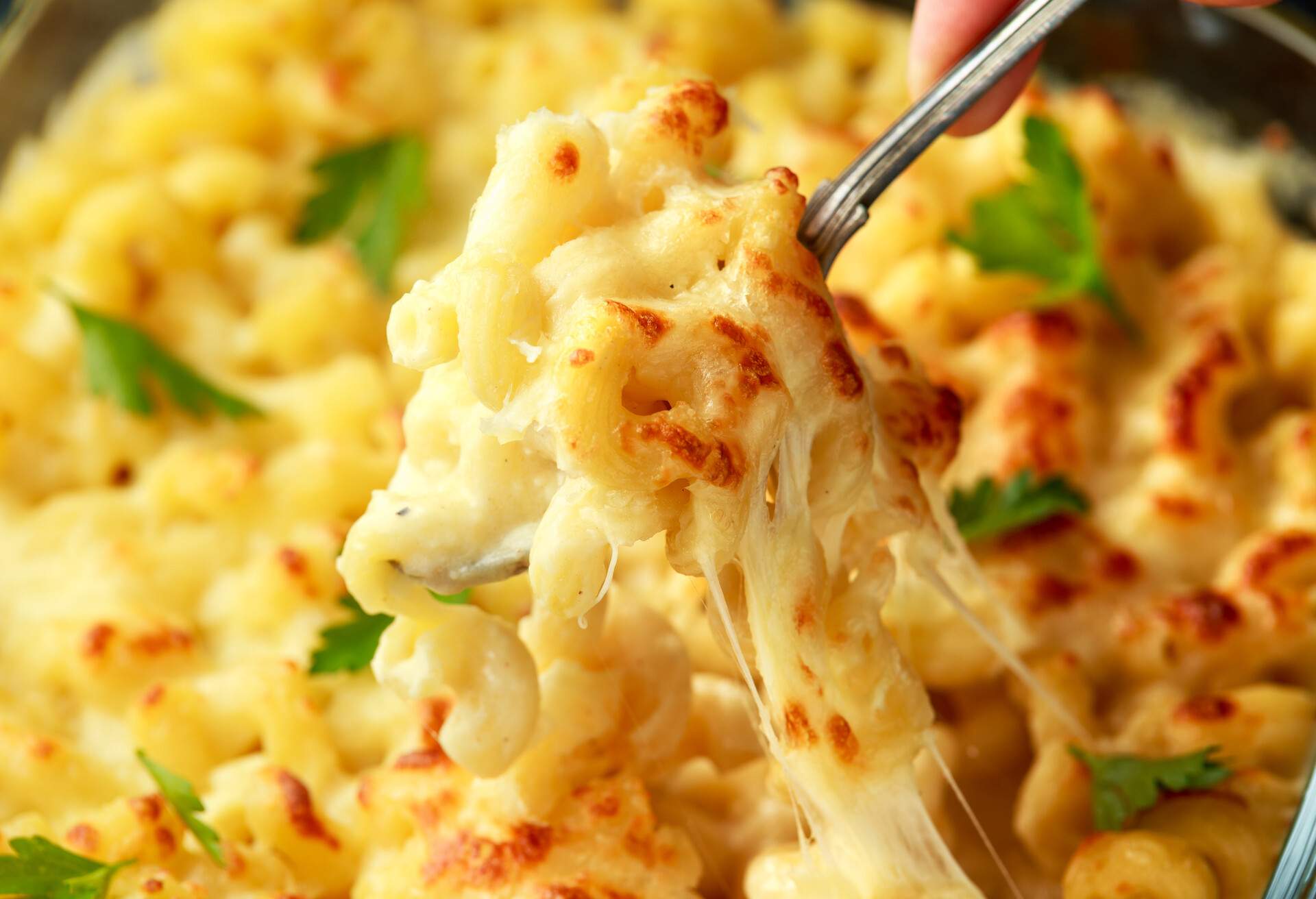 macaroni pasta and cheese bake with creamy bechamel sauce.