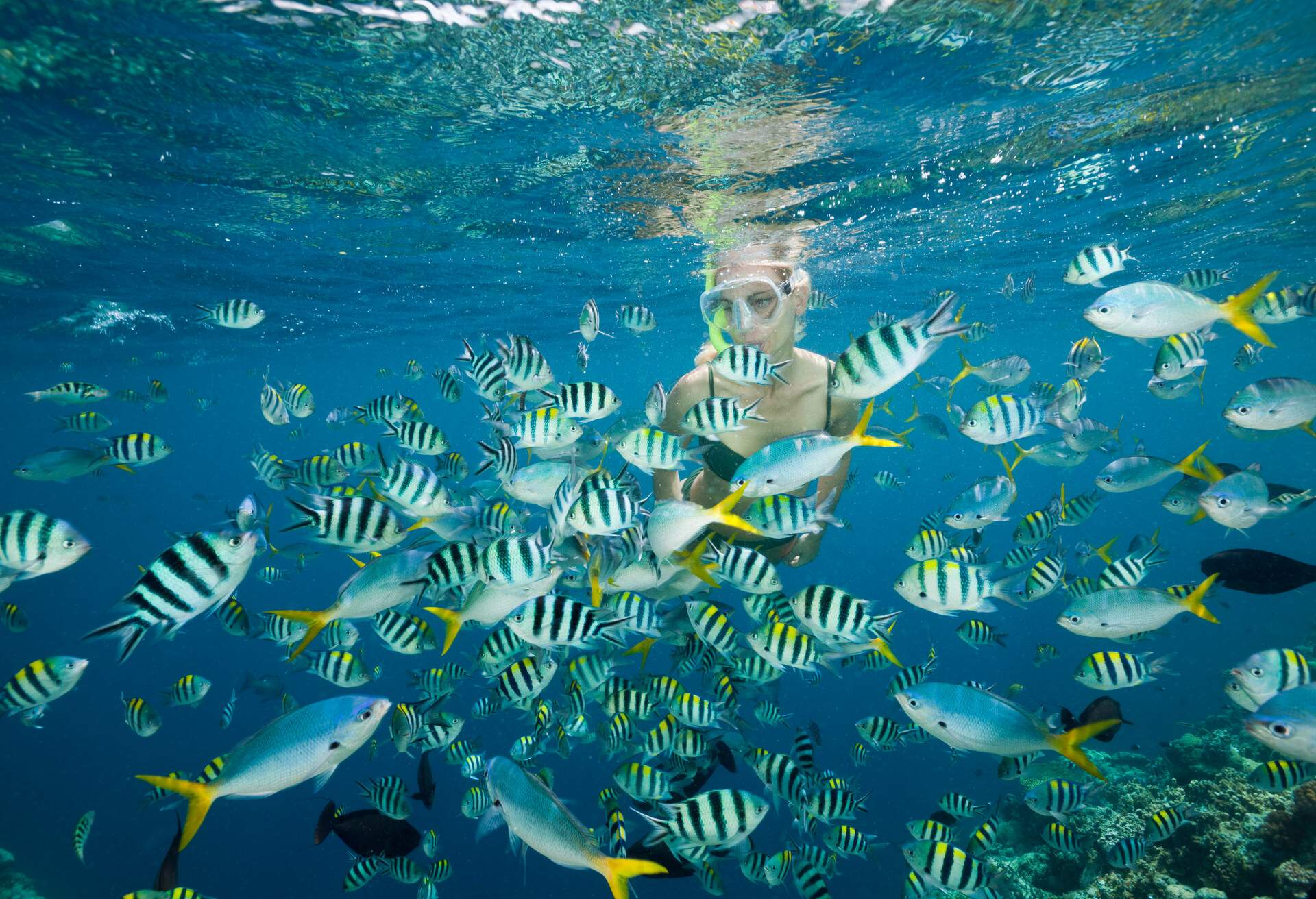 THEME_SNORKELLING_TROPICAL_FISH_GettyImages-523361300