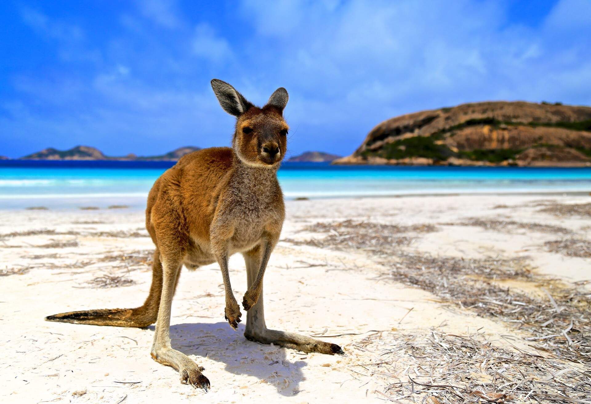 AUSTRALIA_LUCKY-BAY_THEME_ANIMAL_KANGAROO