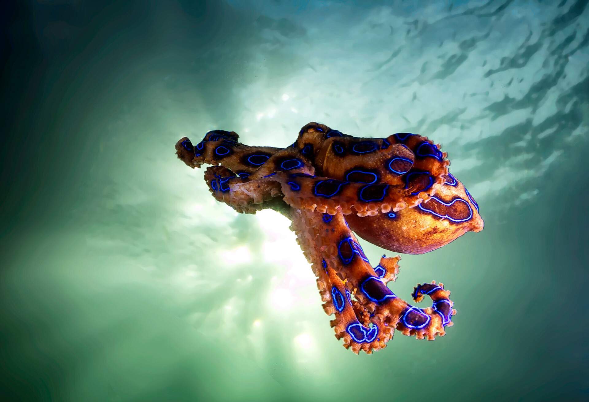 AUSTRALIA_THEME_NATURE_BLUE-RINGED_OCTOPUS