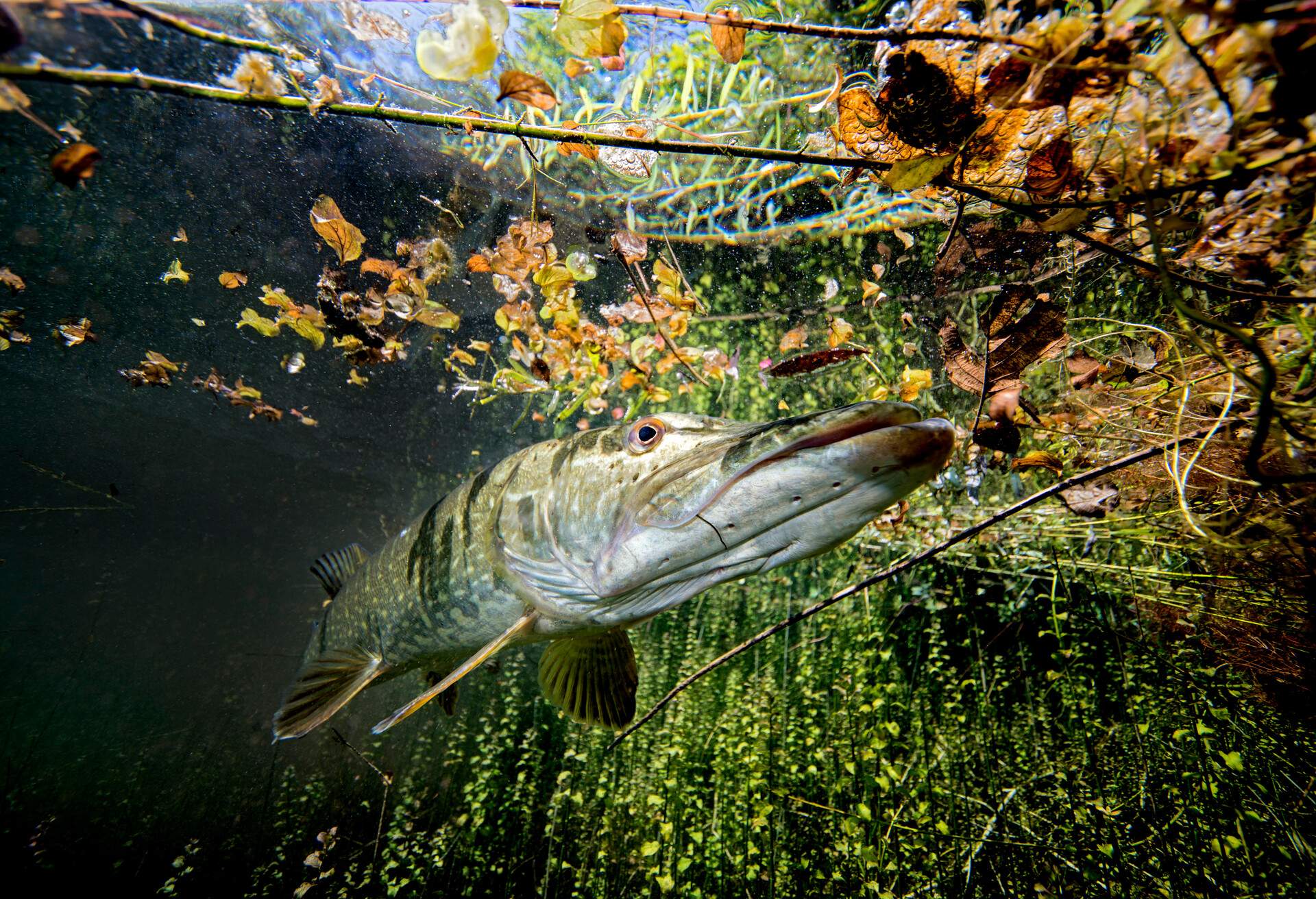 DEST_GERMANY_BAVARIA_ECHINGER_WEIHER_LAKE_GettyImages-735895623