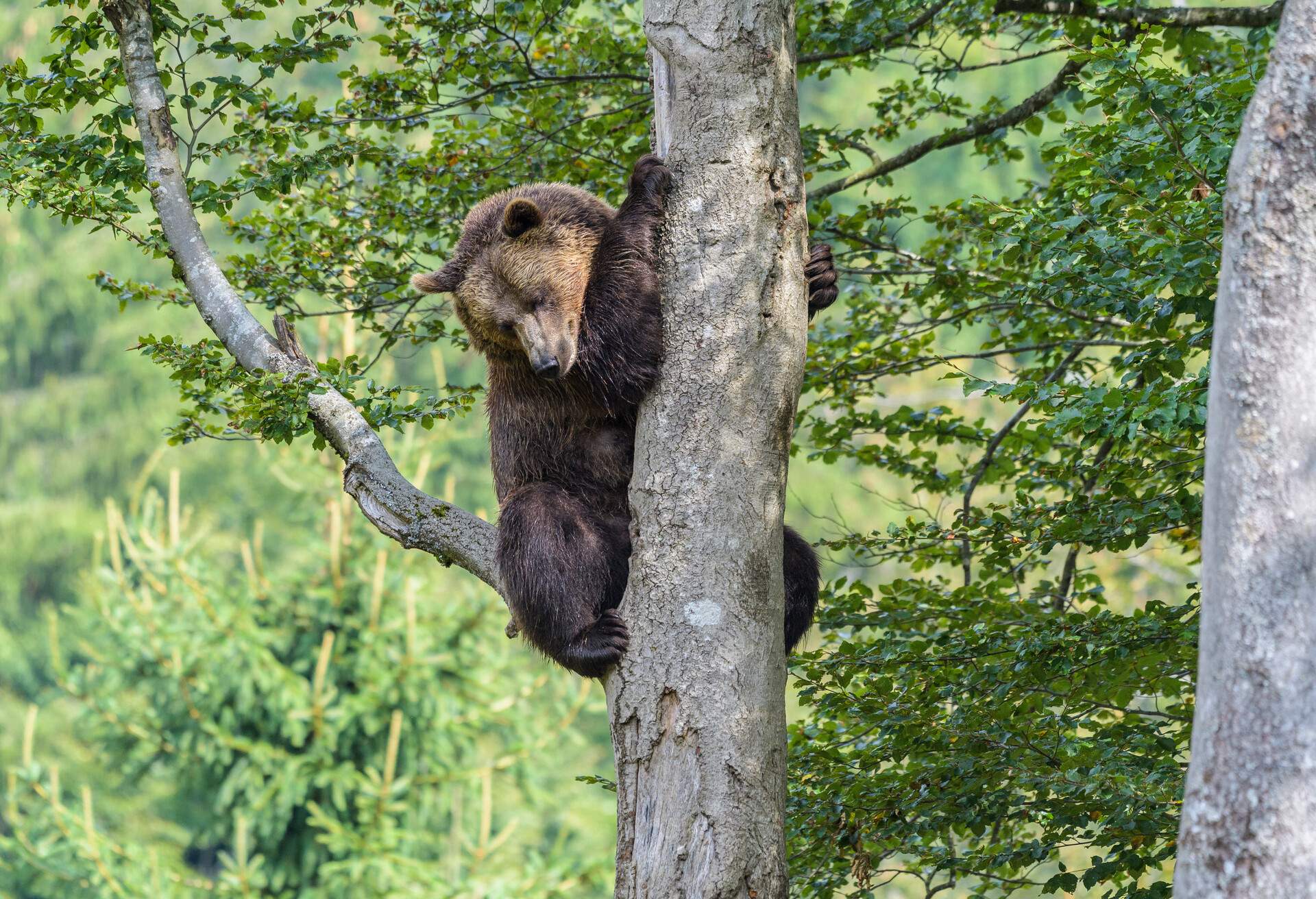 GERMANY_BROWN_BEAR_TREE