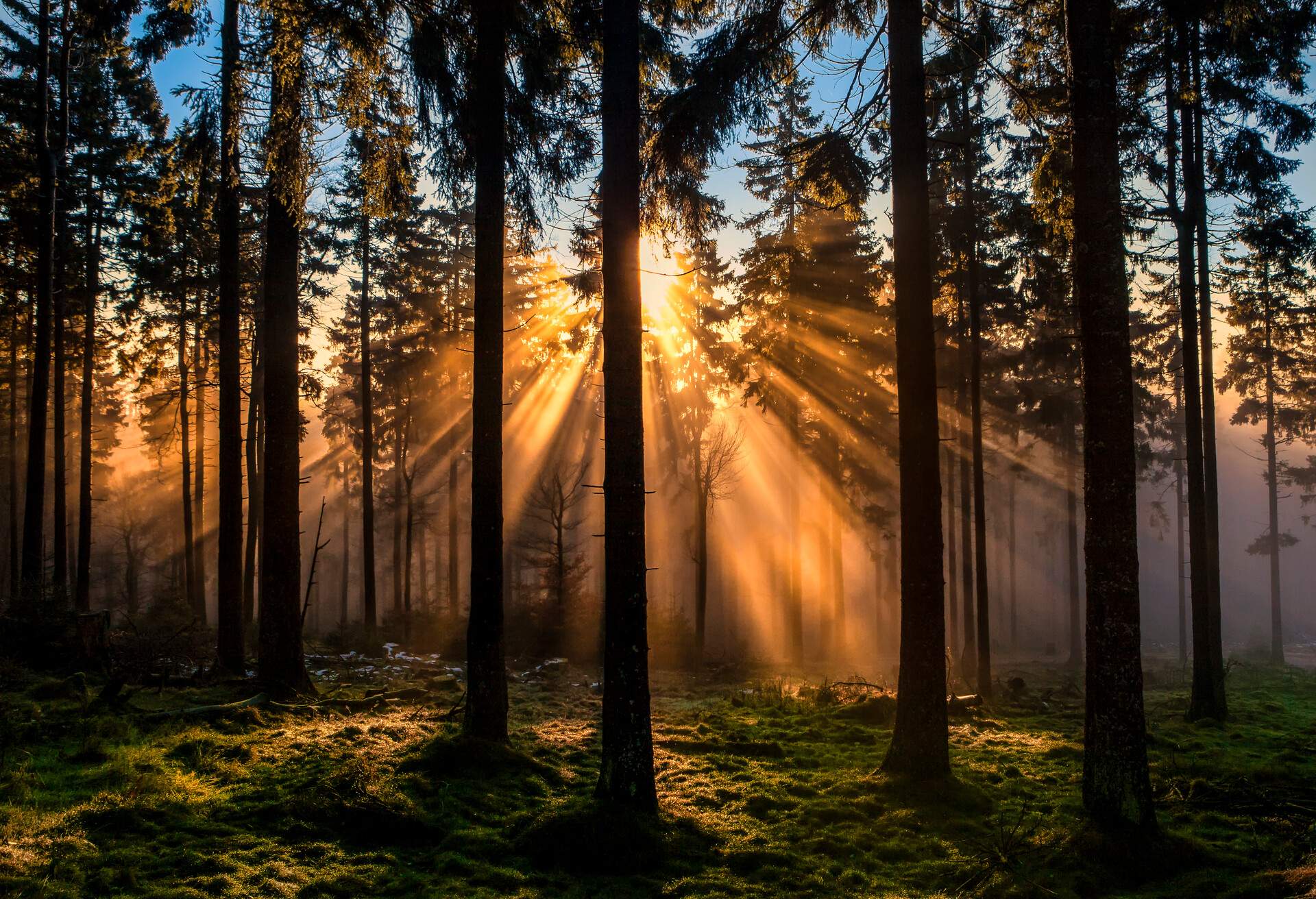 GERMANY_FELDBERG_FOREST_SUNRISE