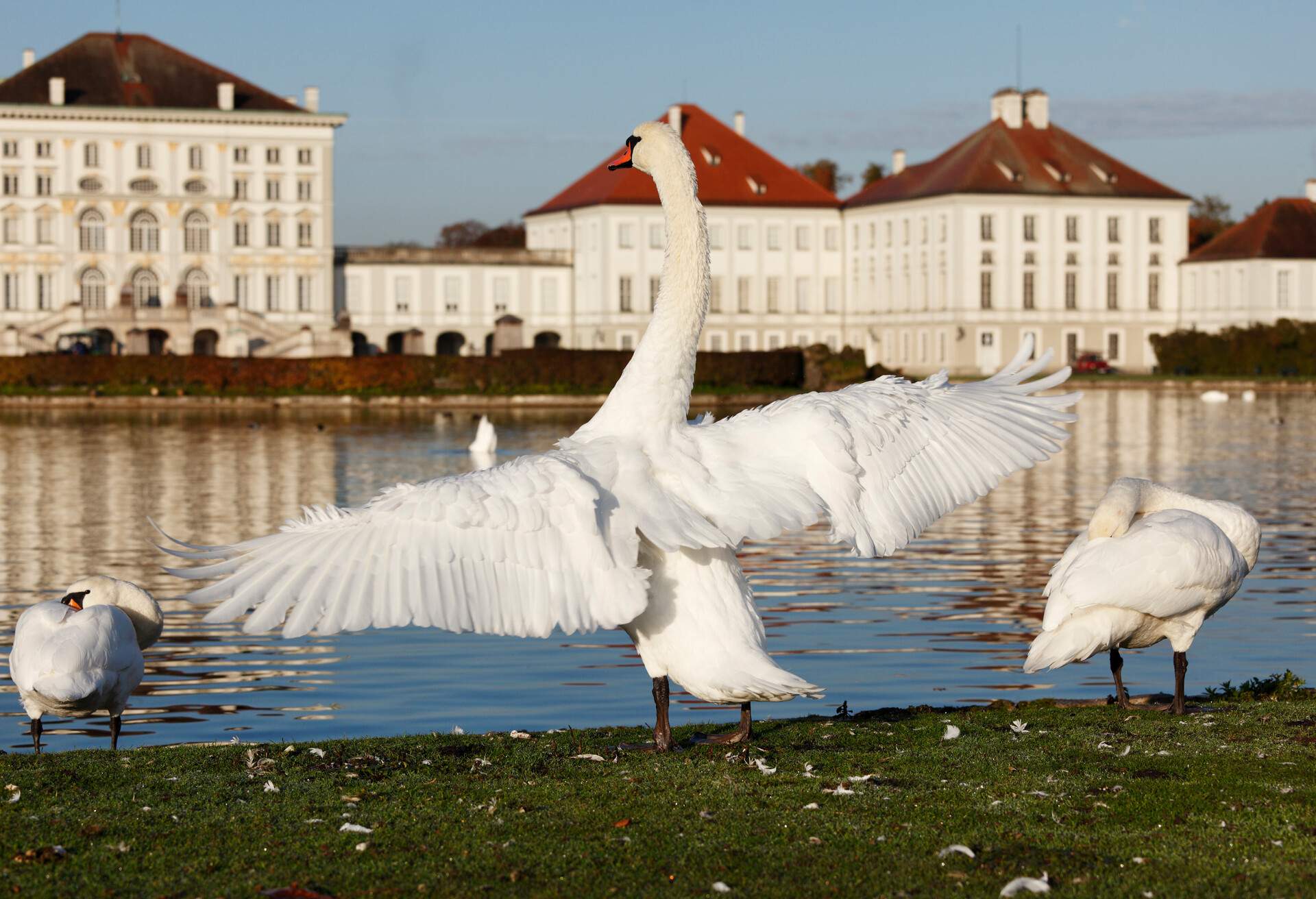 GERMANY_MUNICH_NYMPHENBURG_CASTLE_SWAN