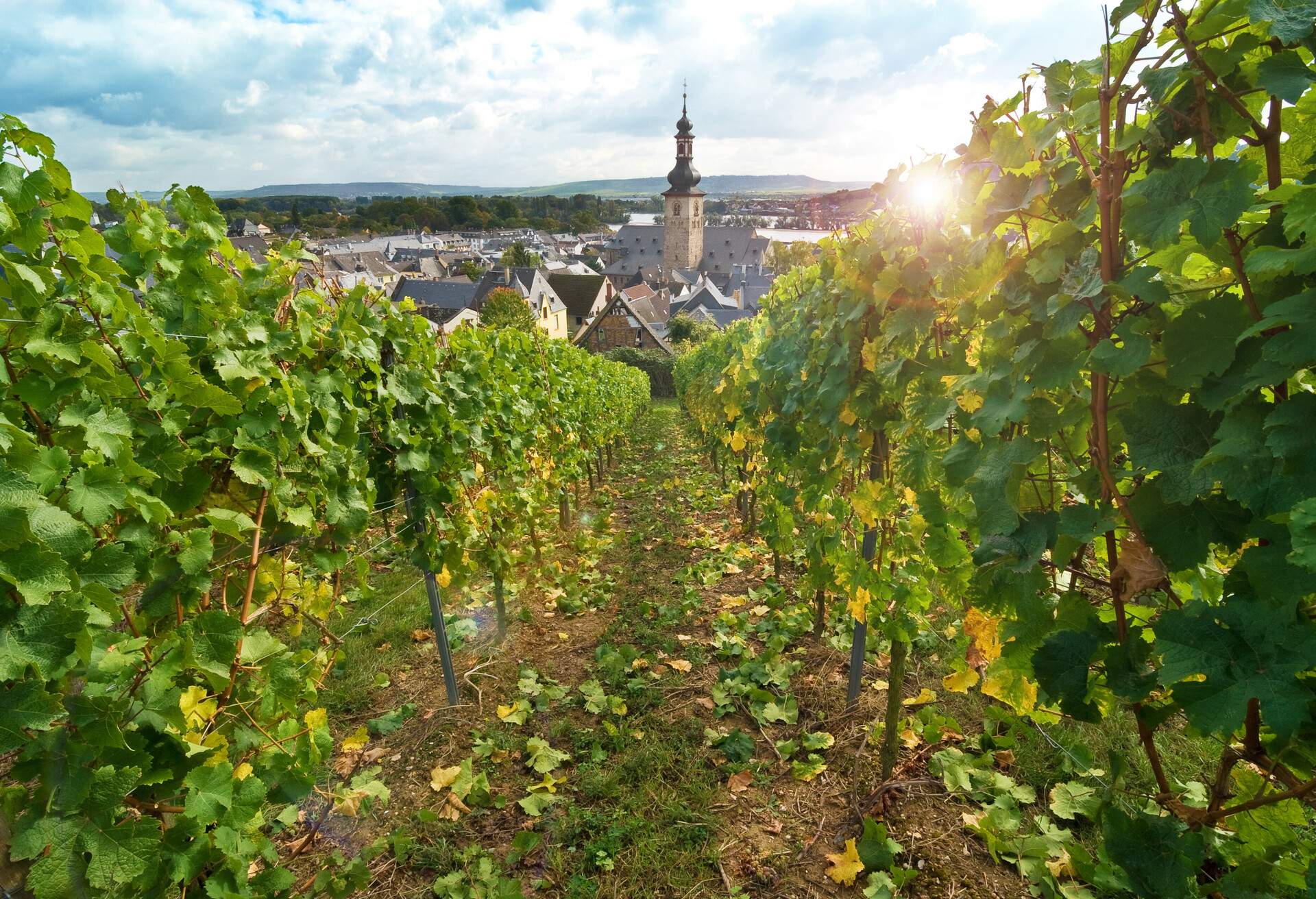 View of Rüdesheim am Rhein through vineyards. Rhine Valley, Germany