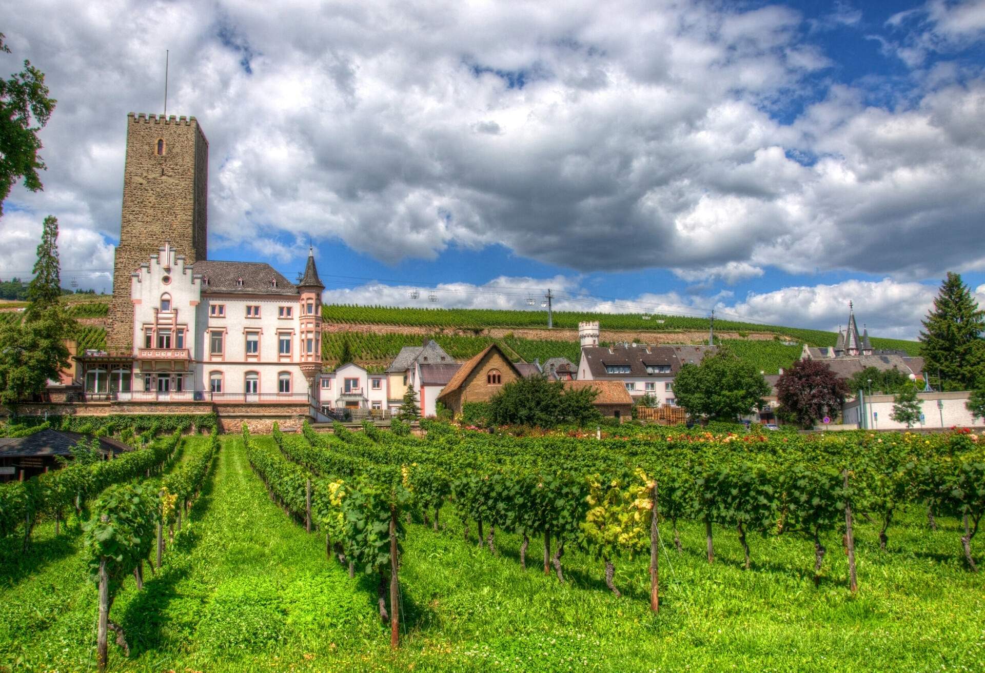 Vineyard near fortress Boosenburg, Ruedelsheim, Hessen, Germany