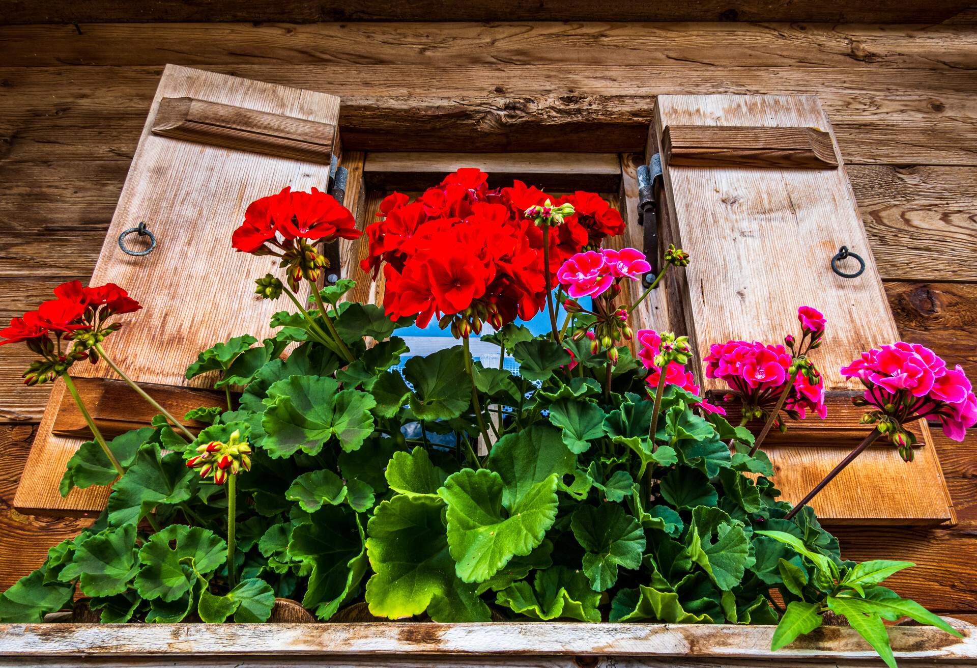 old wooden window at a farm with flowers