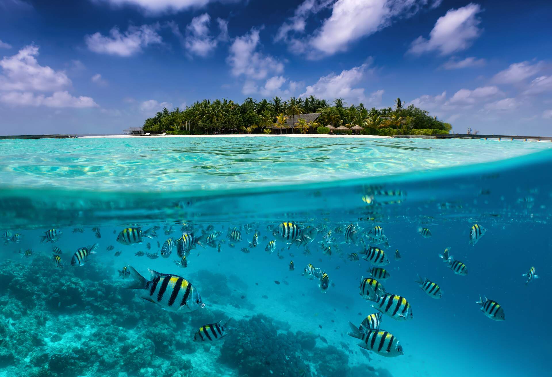 DEST_MALDIVES_THEME_TROPICAL_OCEAN_FISH_UNDERWATER_PALM-TREES-shutterstock-portfolio_1285168165