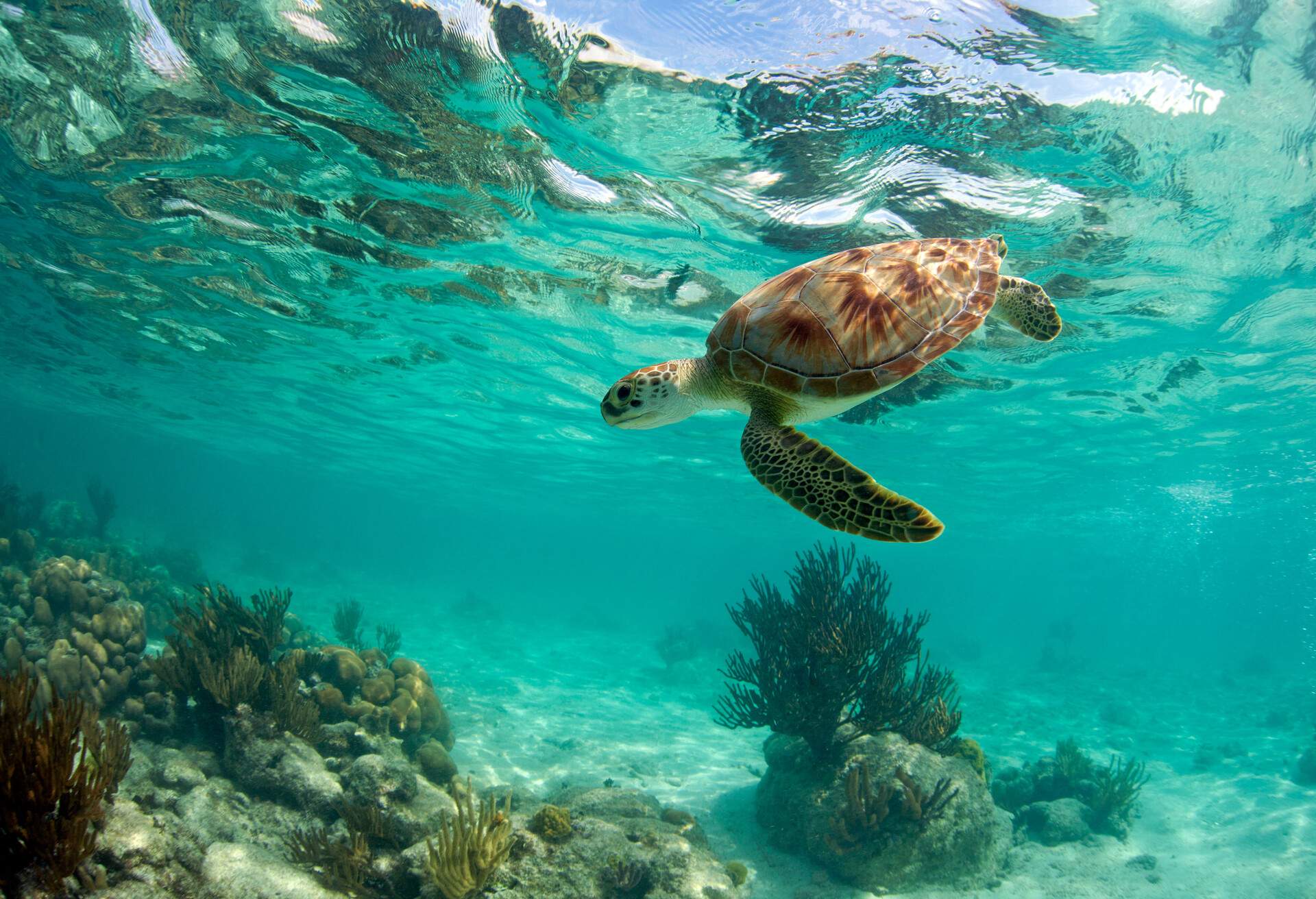 Green sea turtle over coral reef underwater