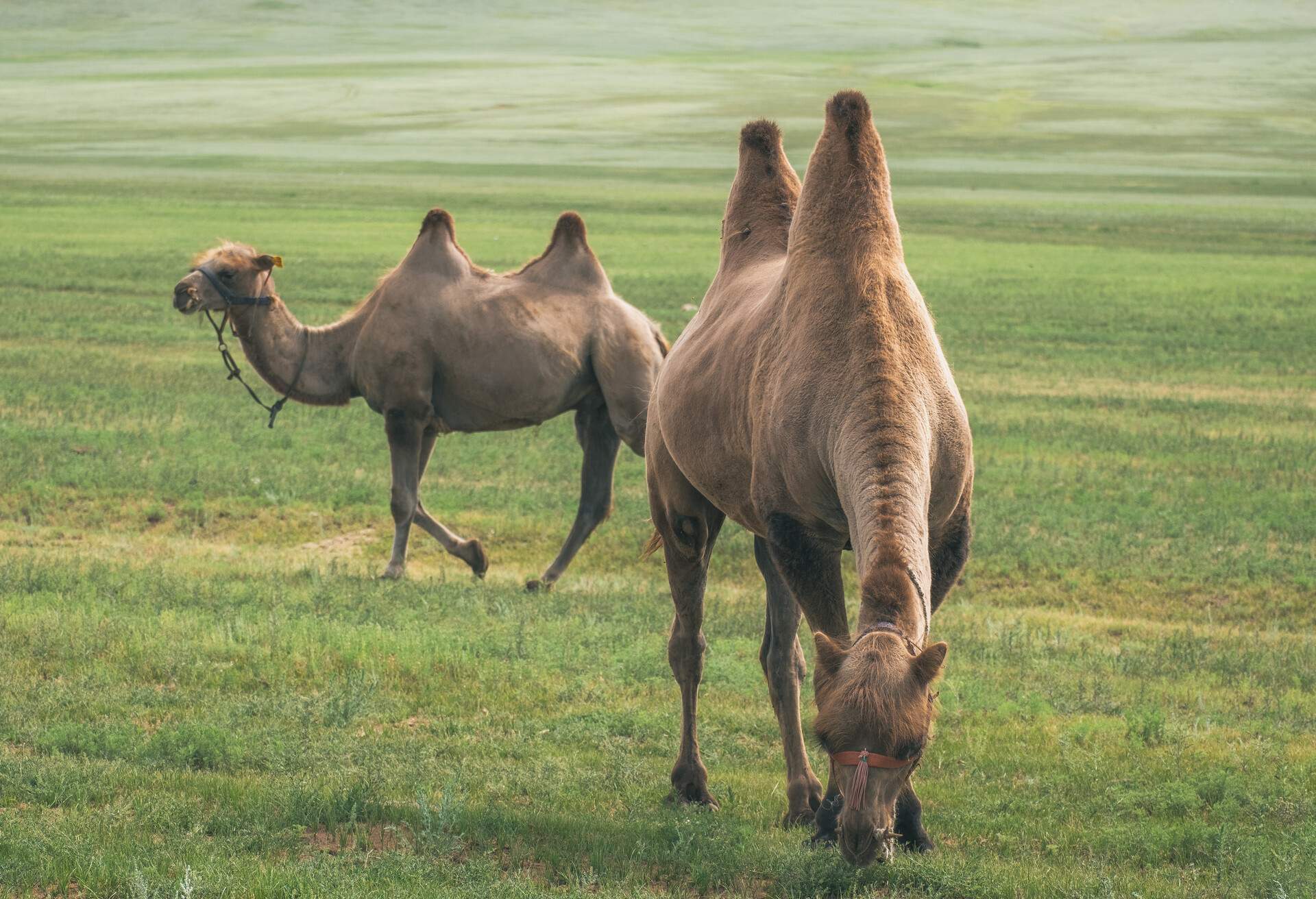 camels in a field, germany