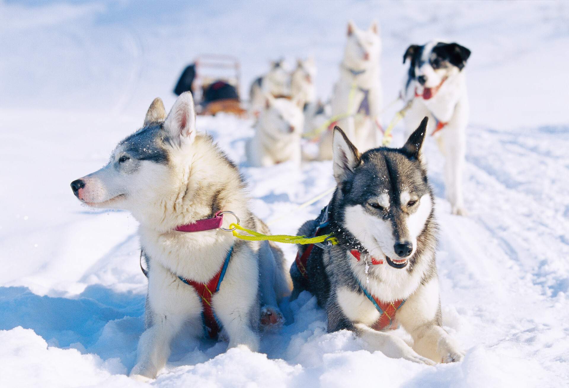 A group of fluffy dogs tied to a sled are resting on snow.