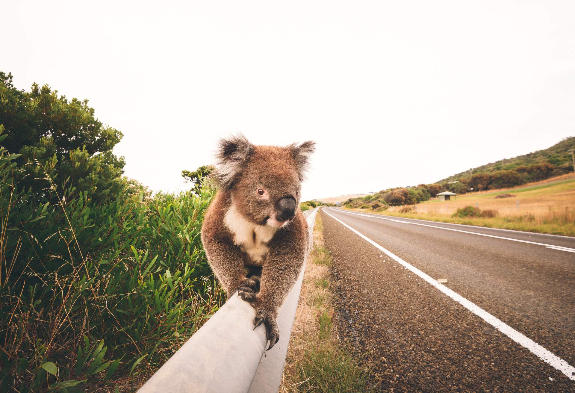 AUSTRALIA_VICTORIA_THEME_ANIMAL_KOALA